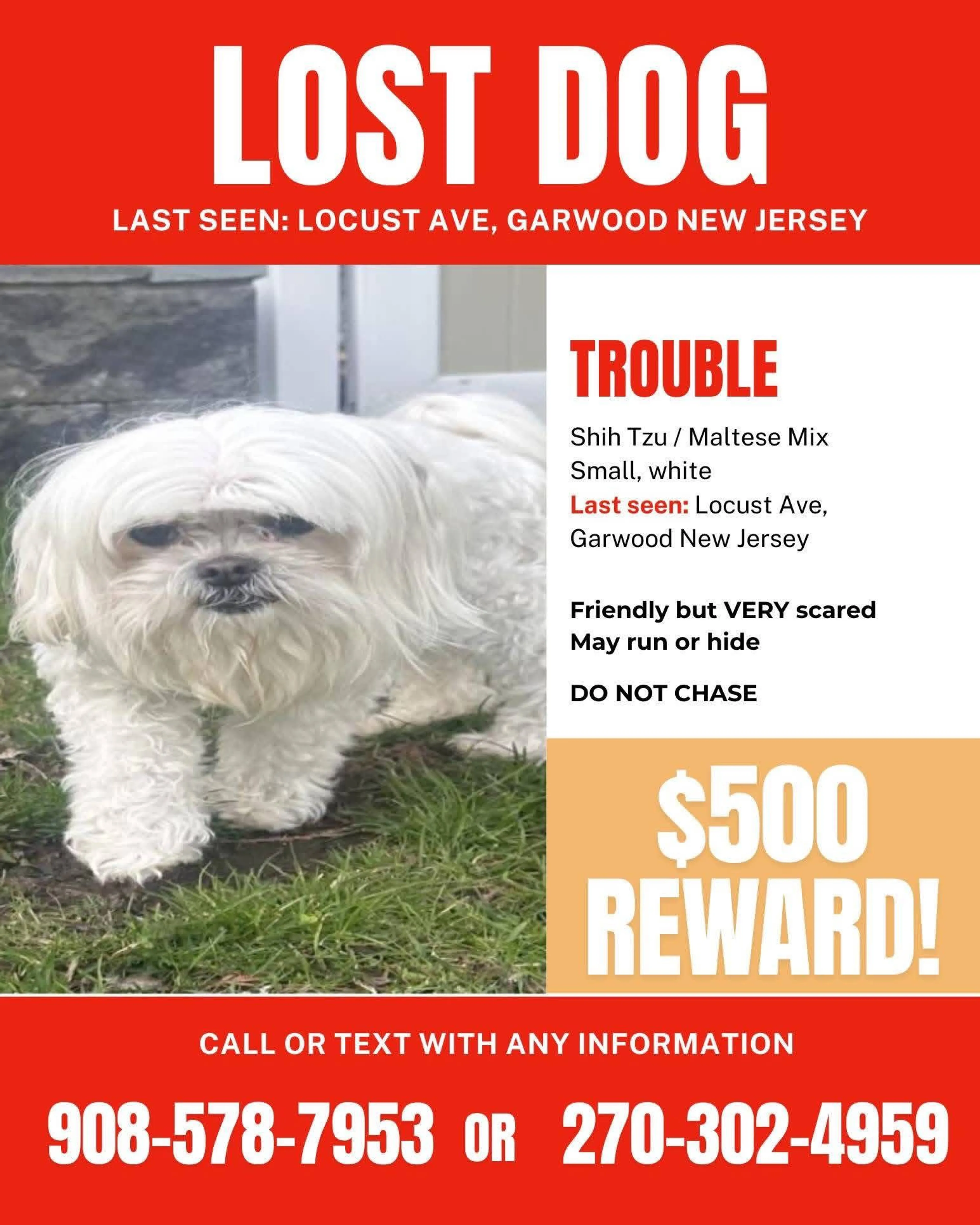 Lost pet