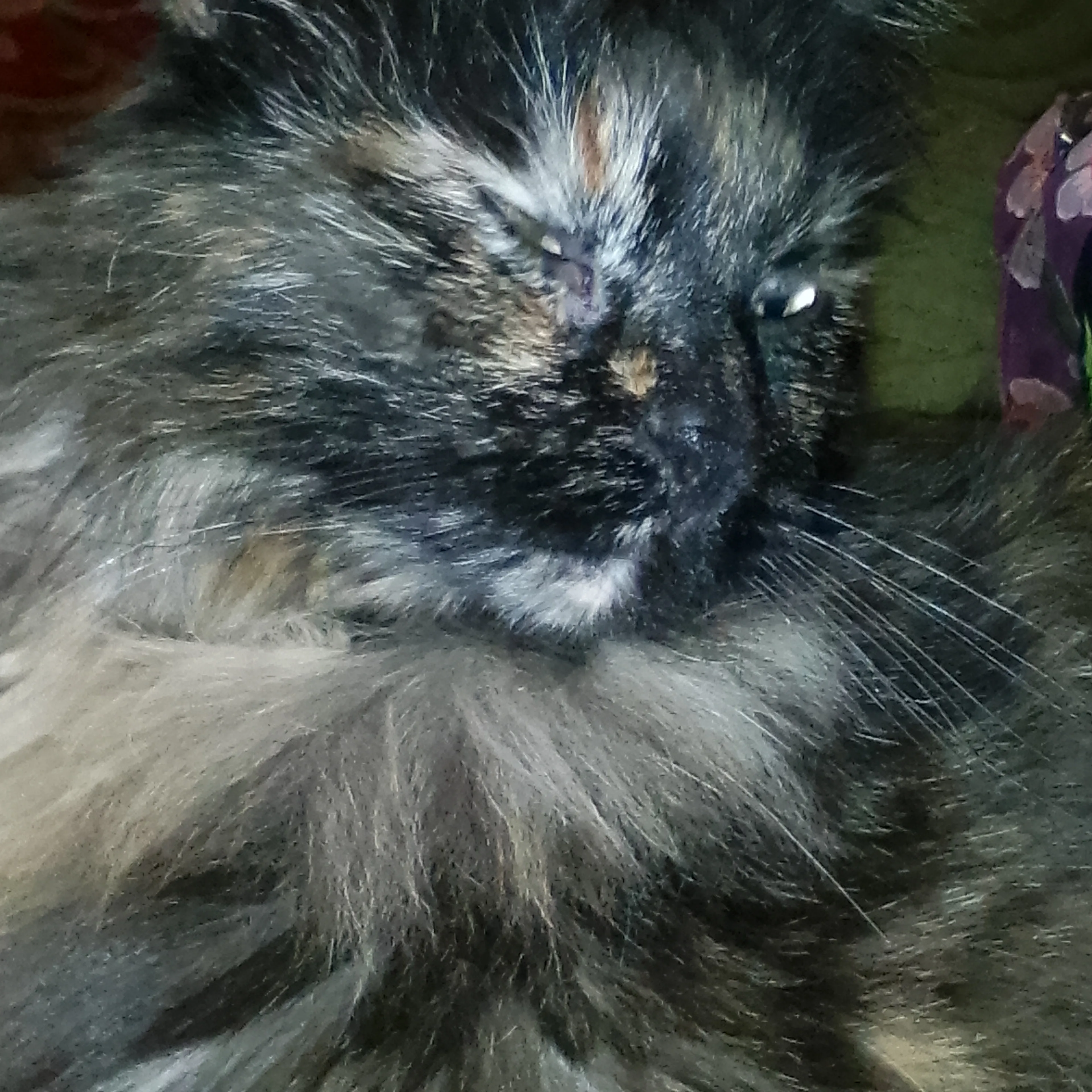 Lost pet-2