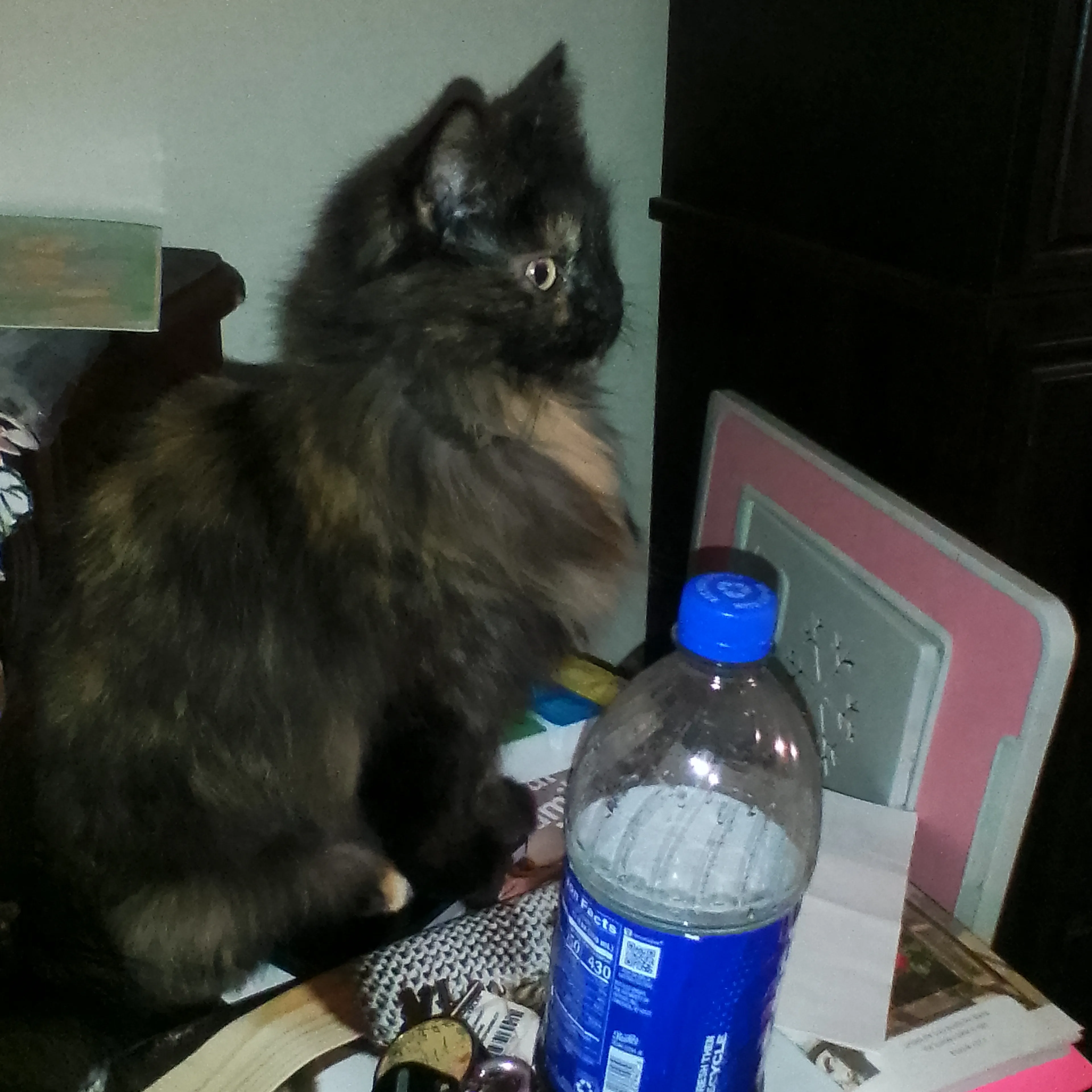 Lost pet-1