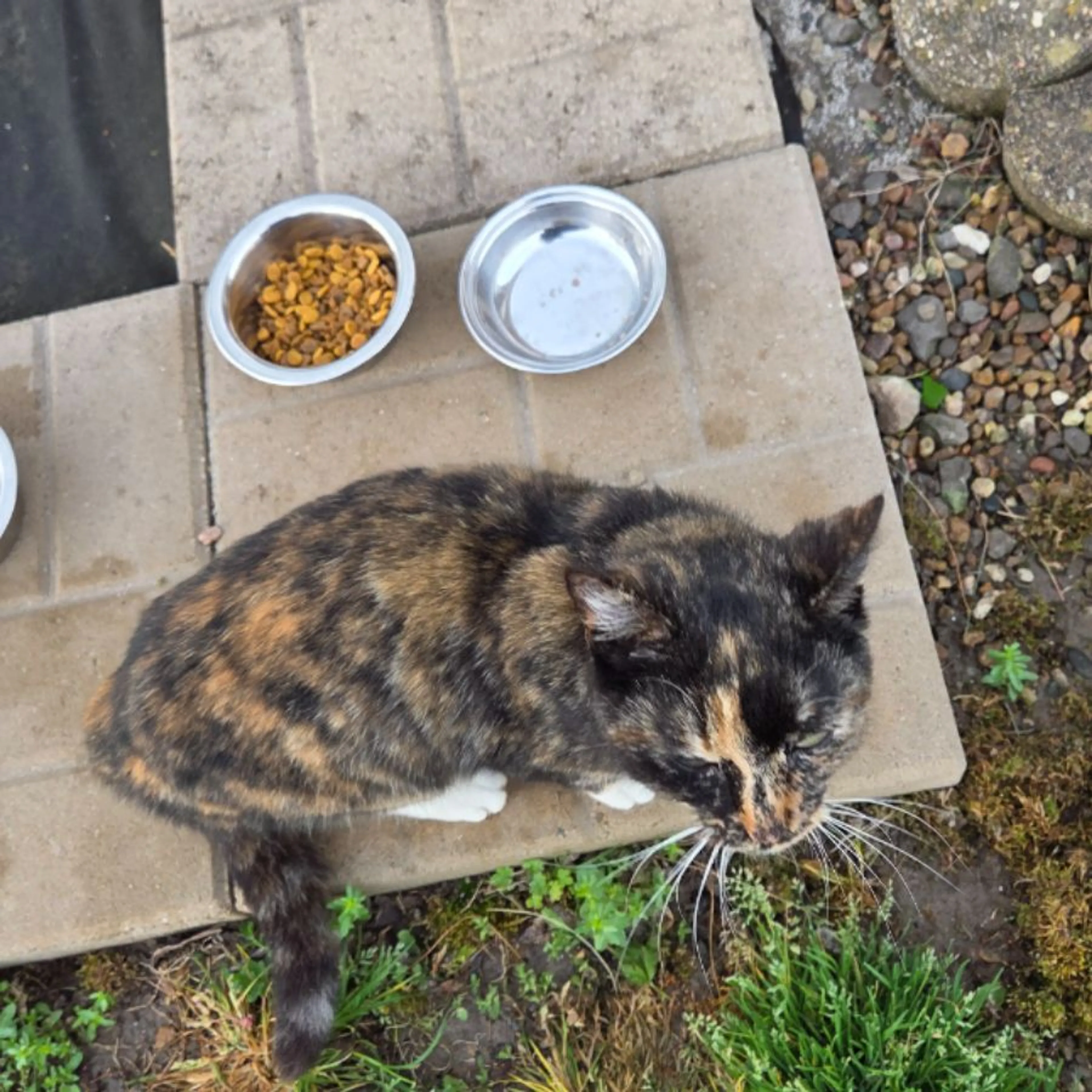 Found pet-0