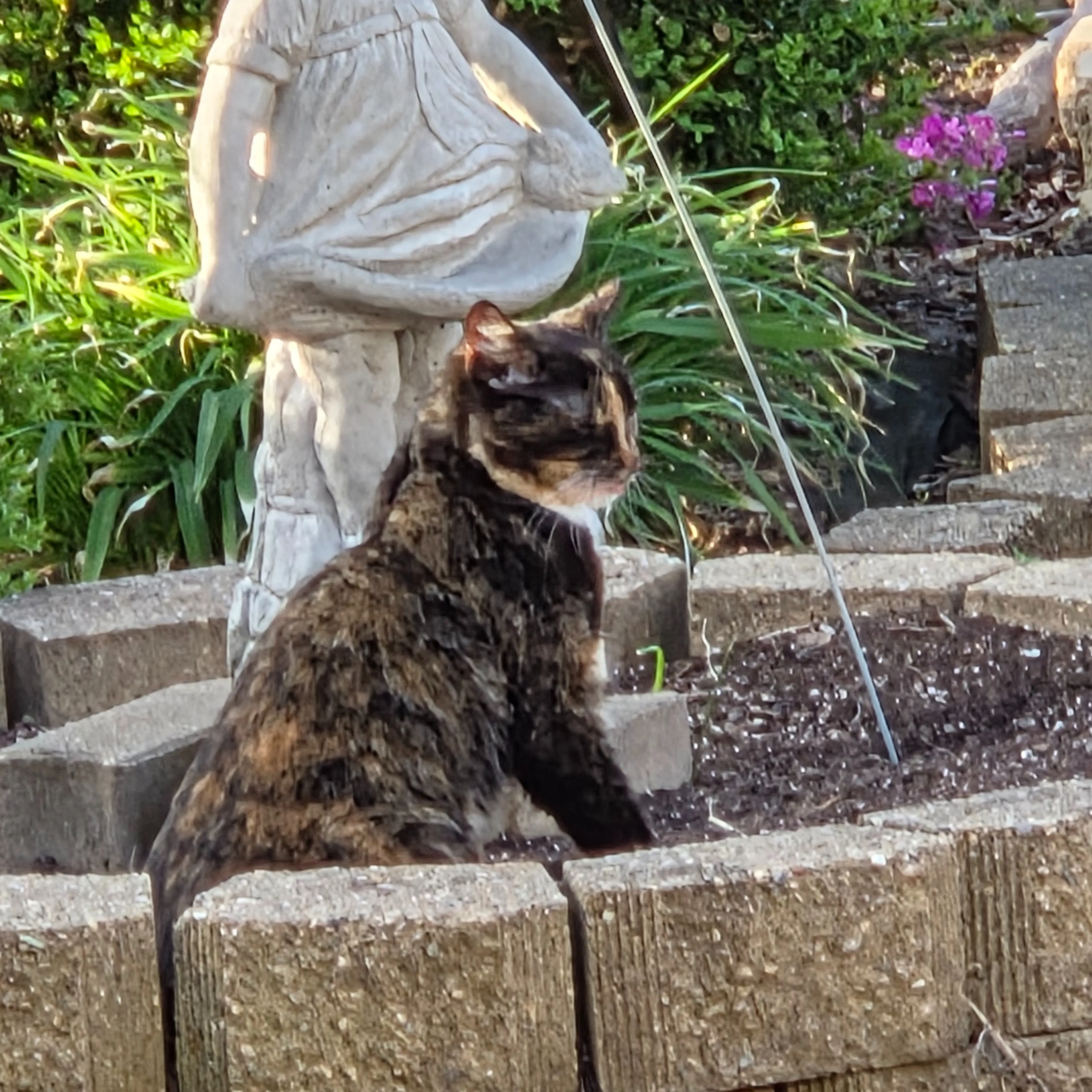 Found pet-2