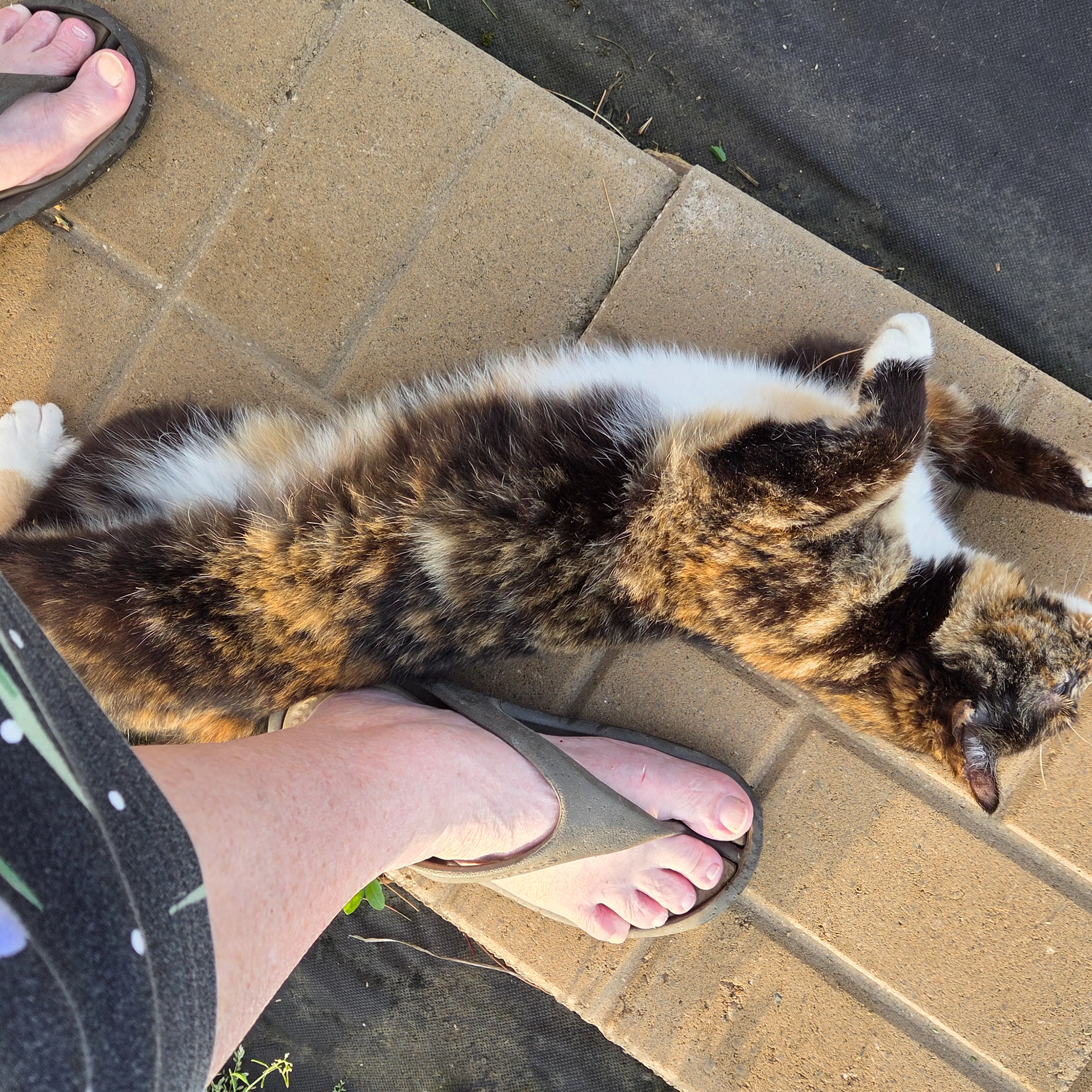 Found pet-1
