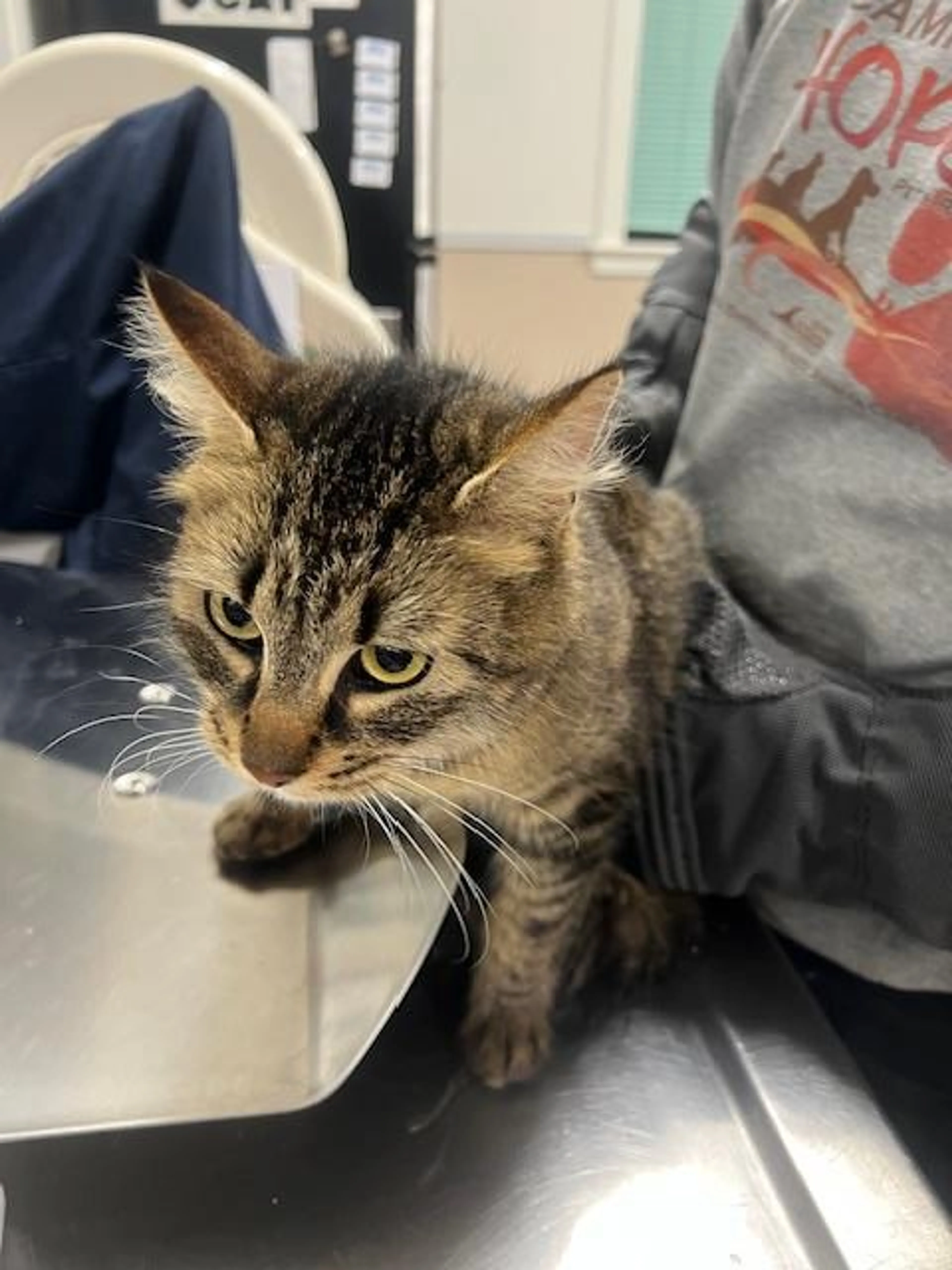 Found pet