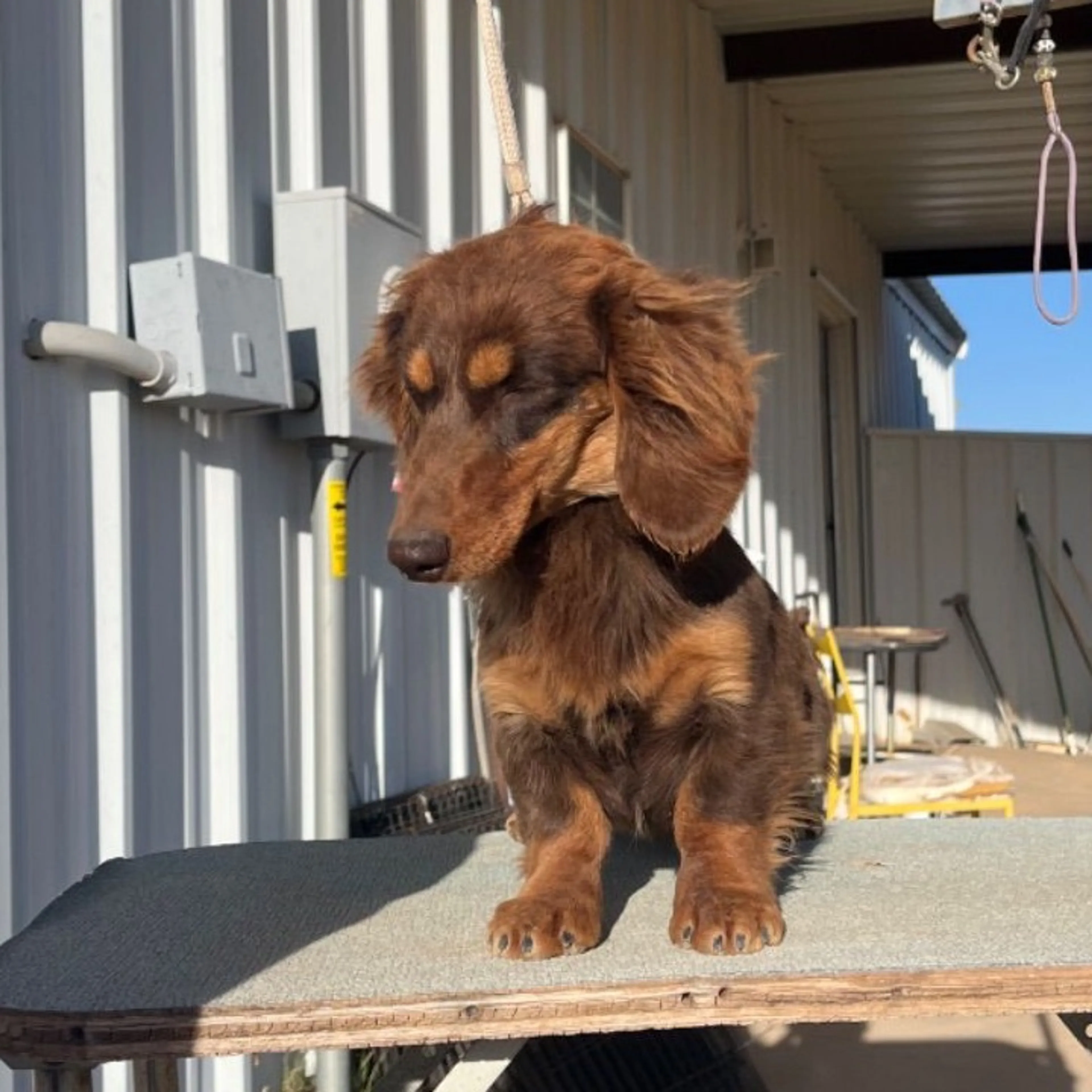 Lost pet