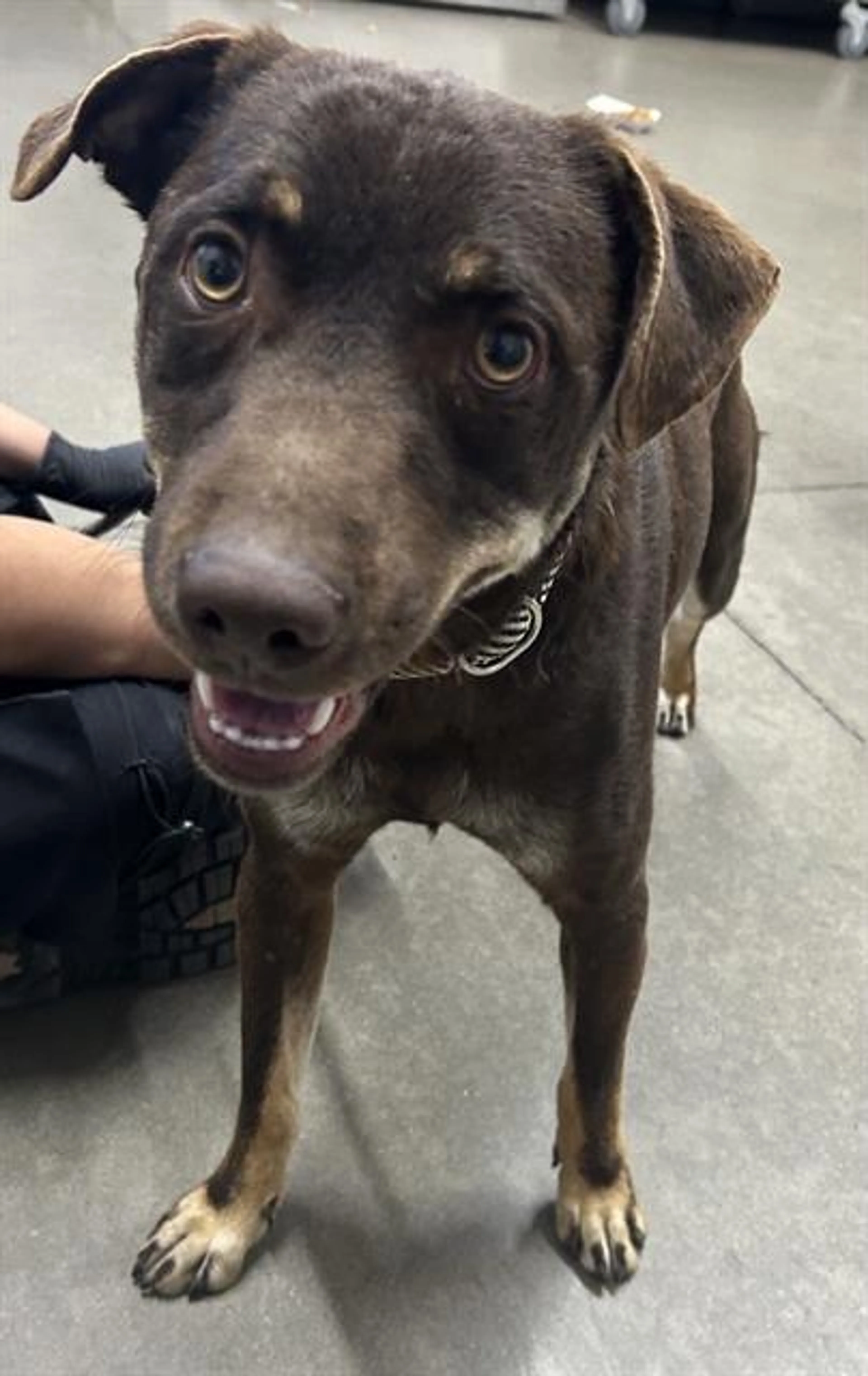 Found pet
