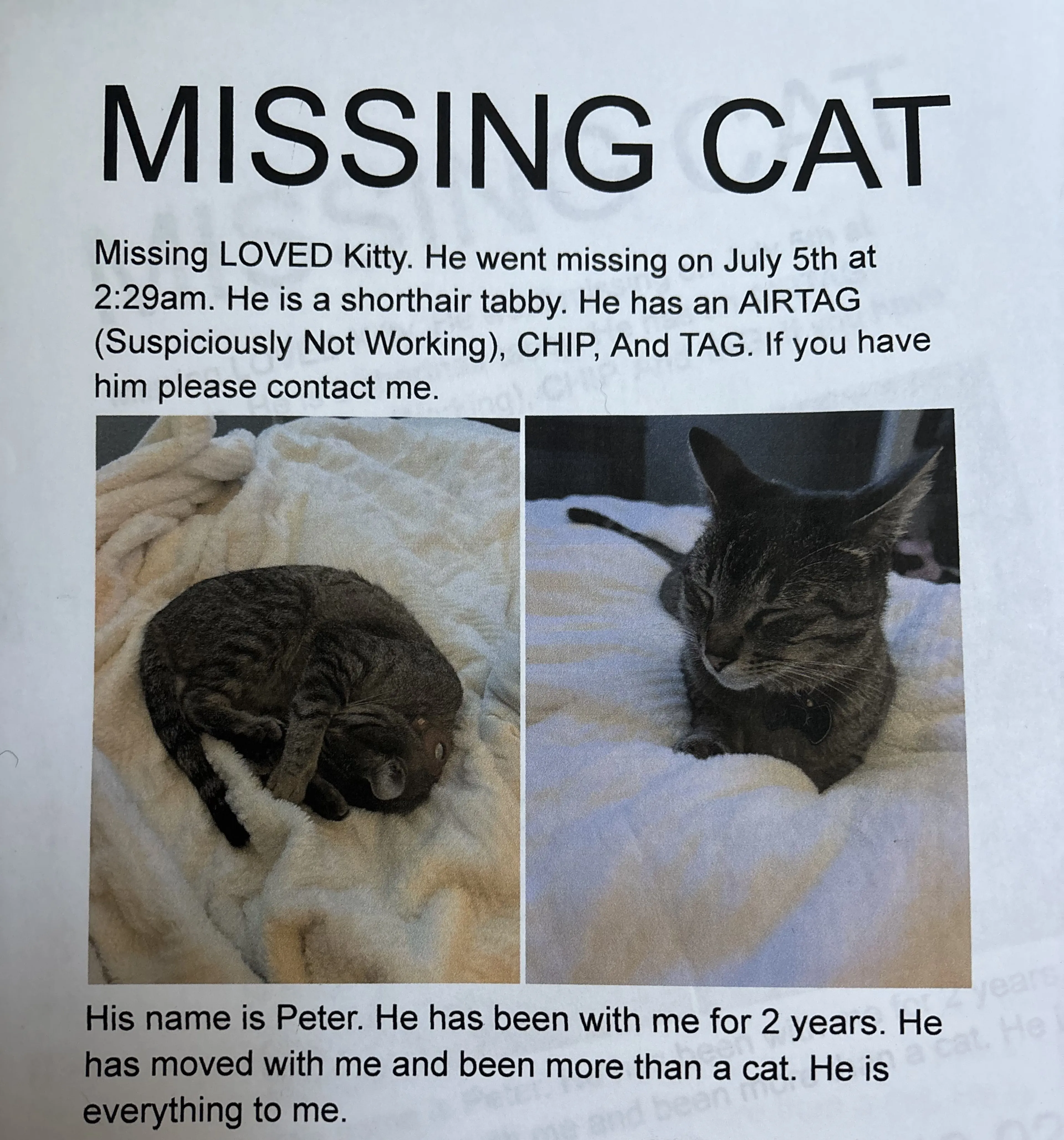 Lost pet-4