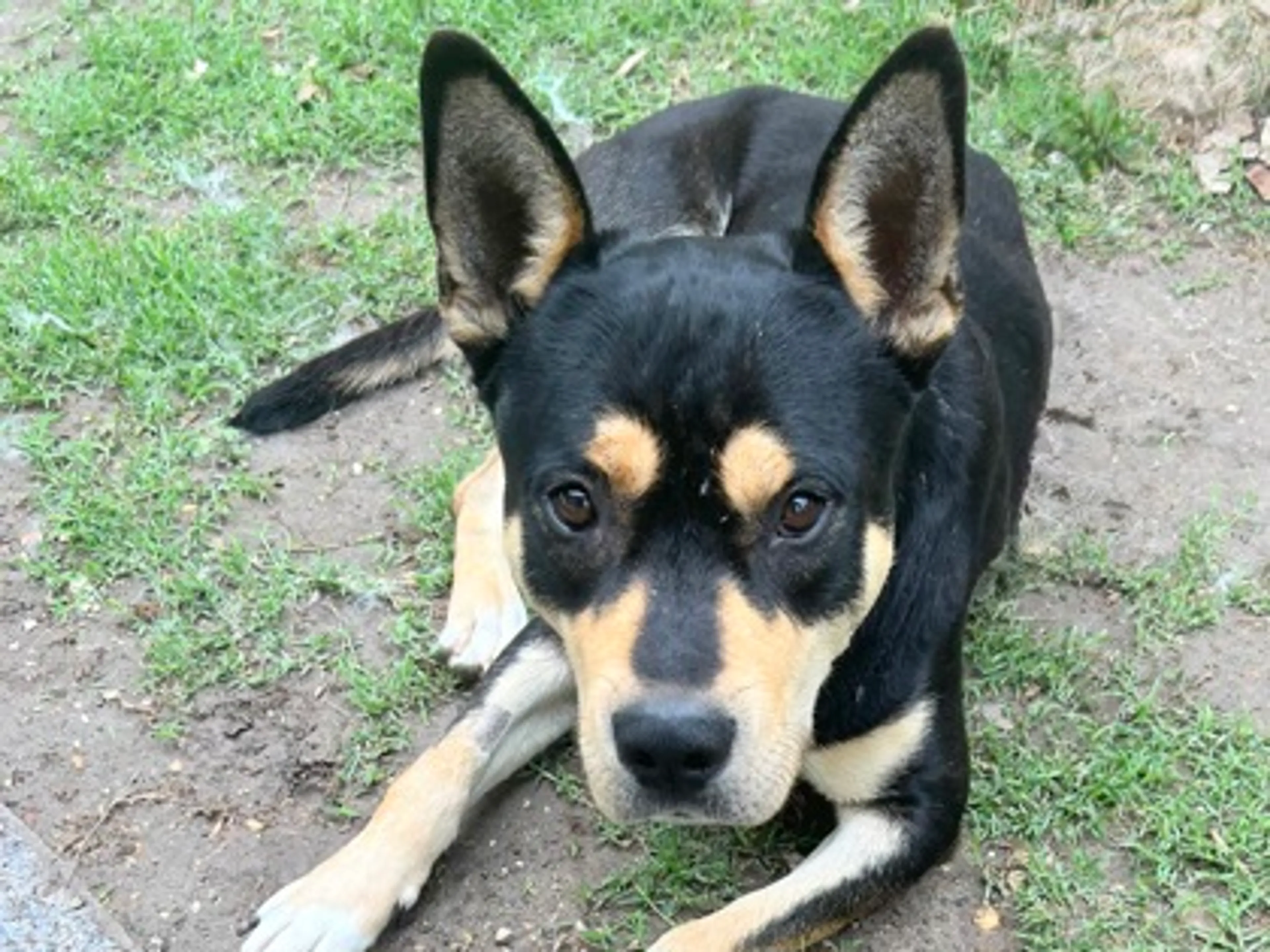 Found pet