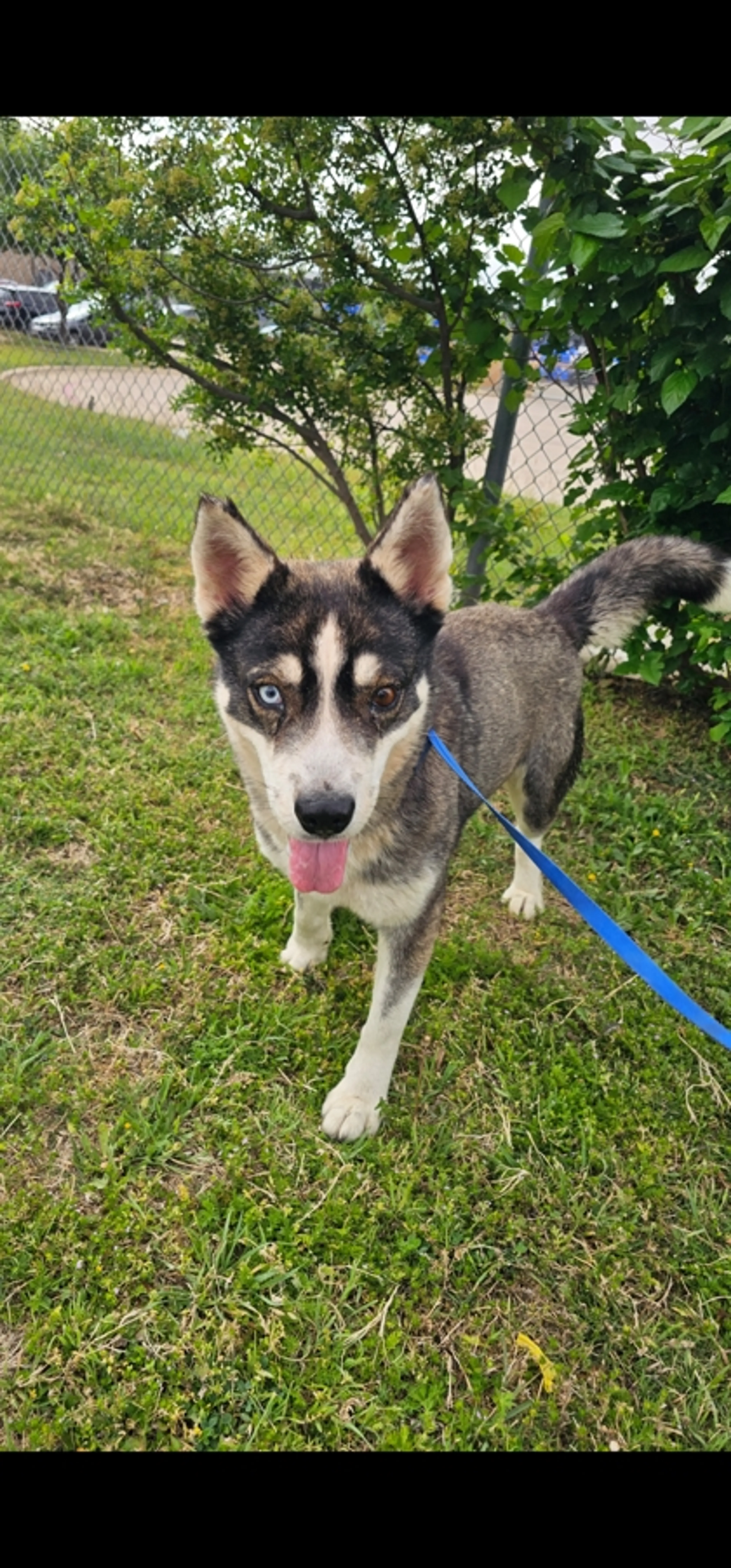 Found pet-2