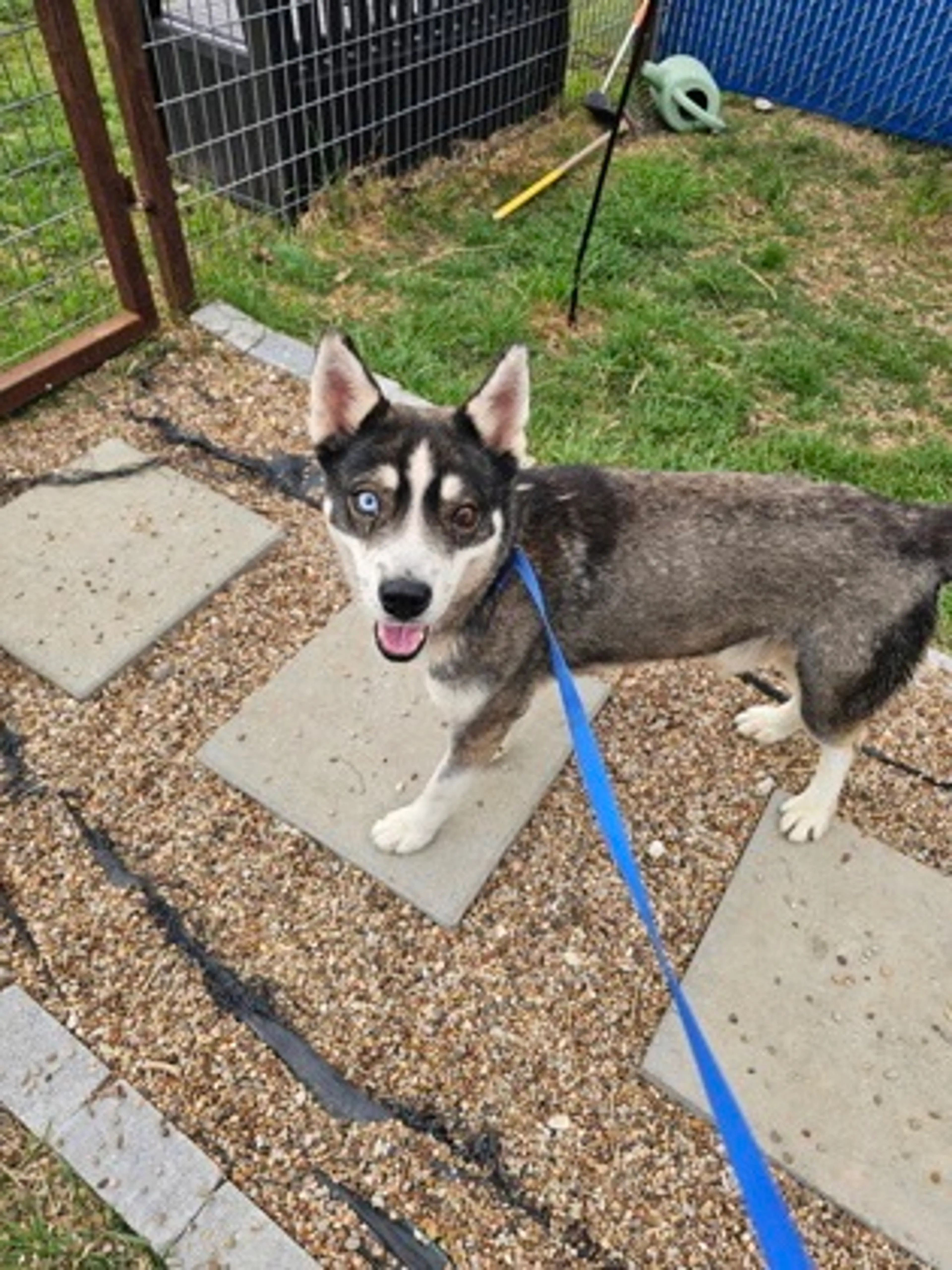 Found pet-1