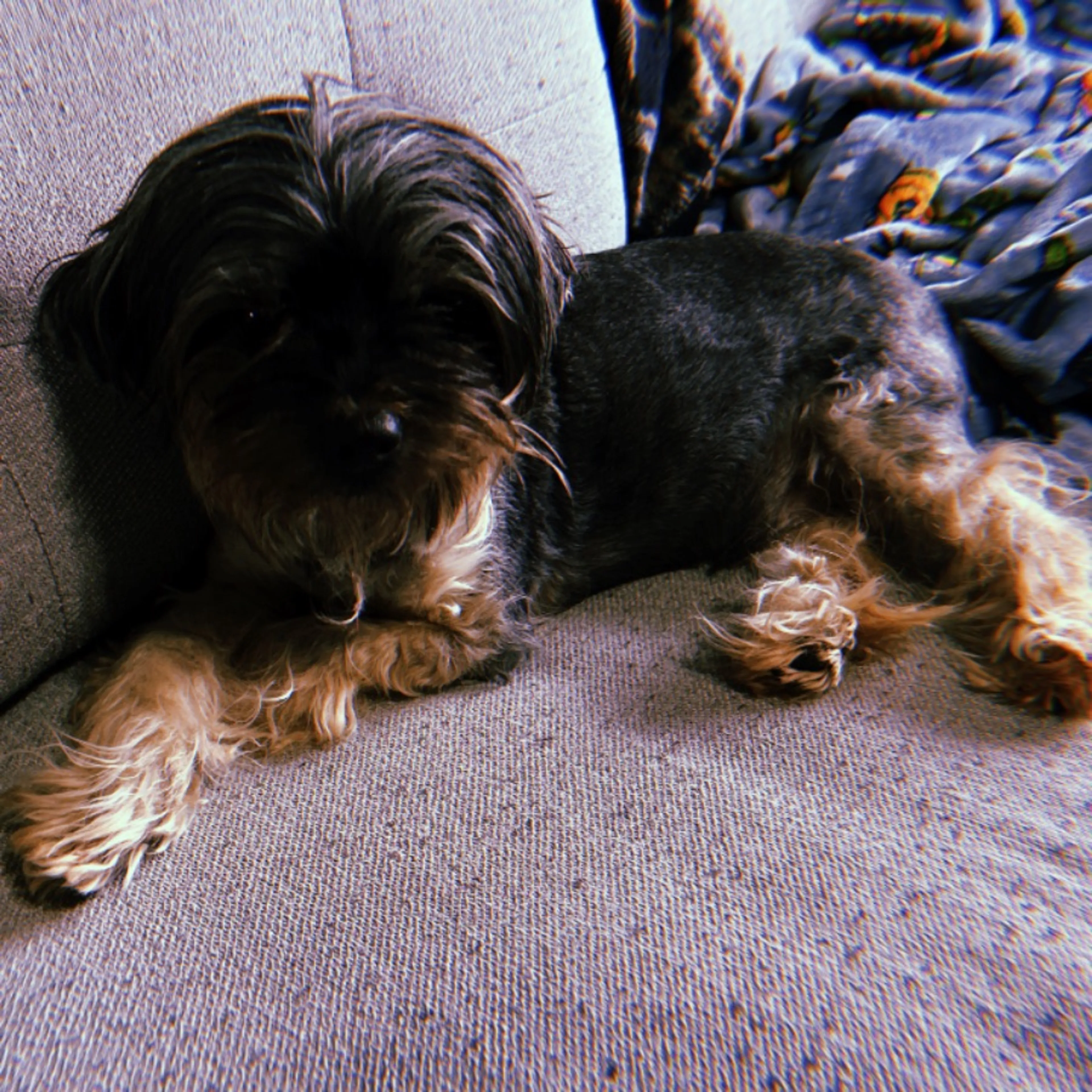 Lost pet