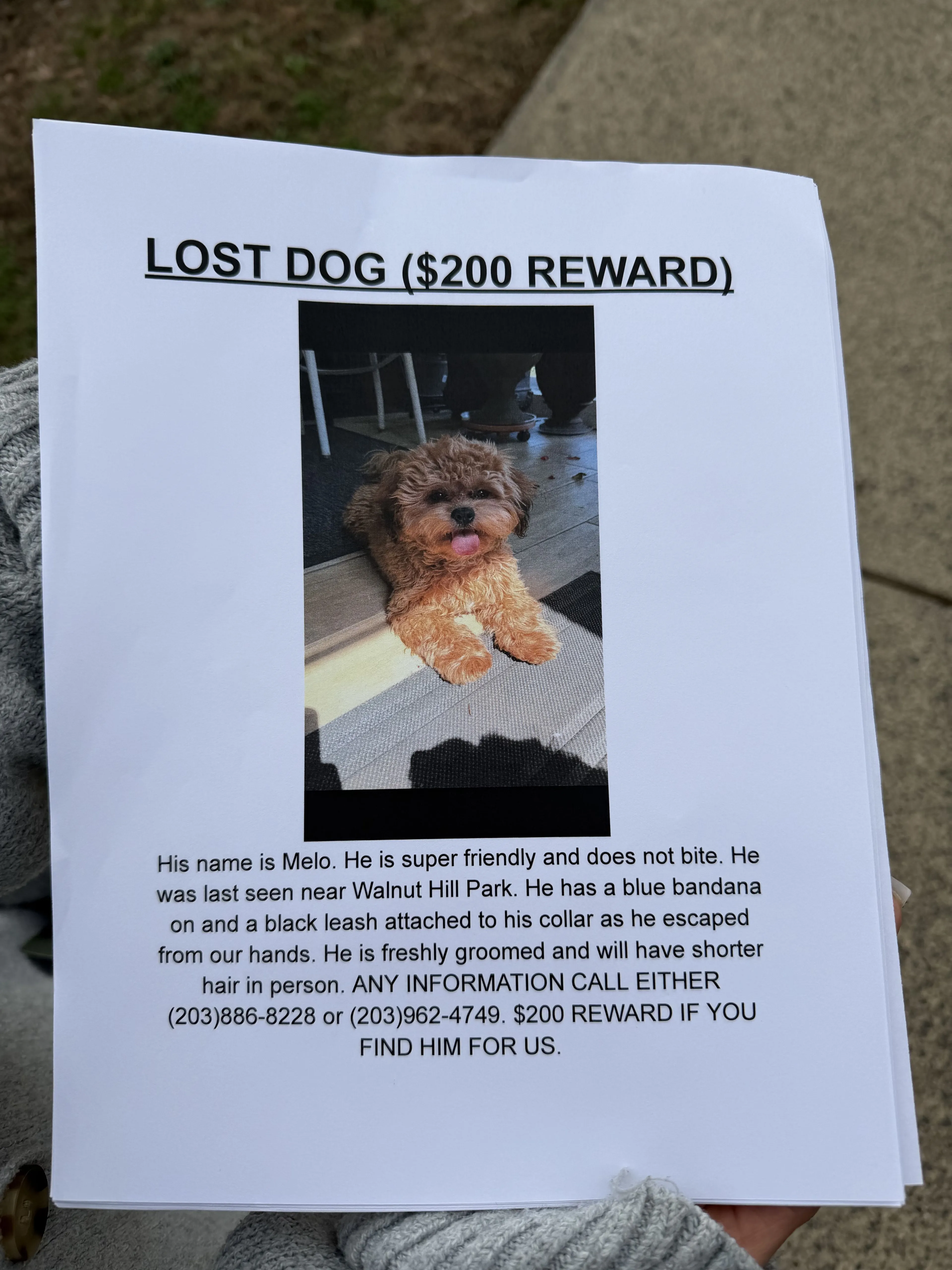Lost pet-3