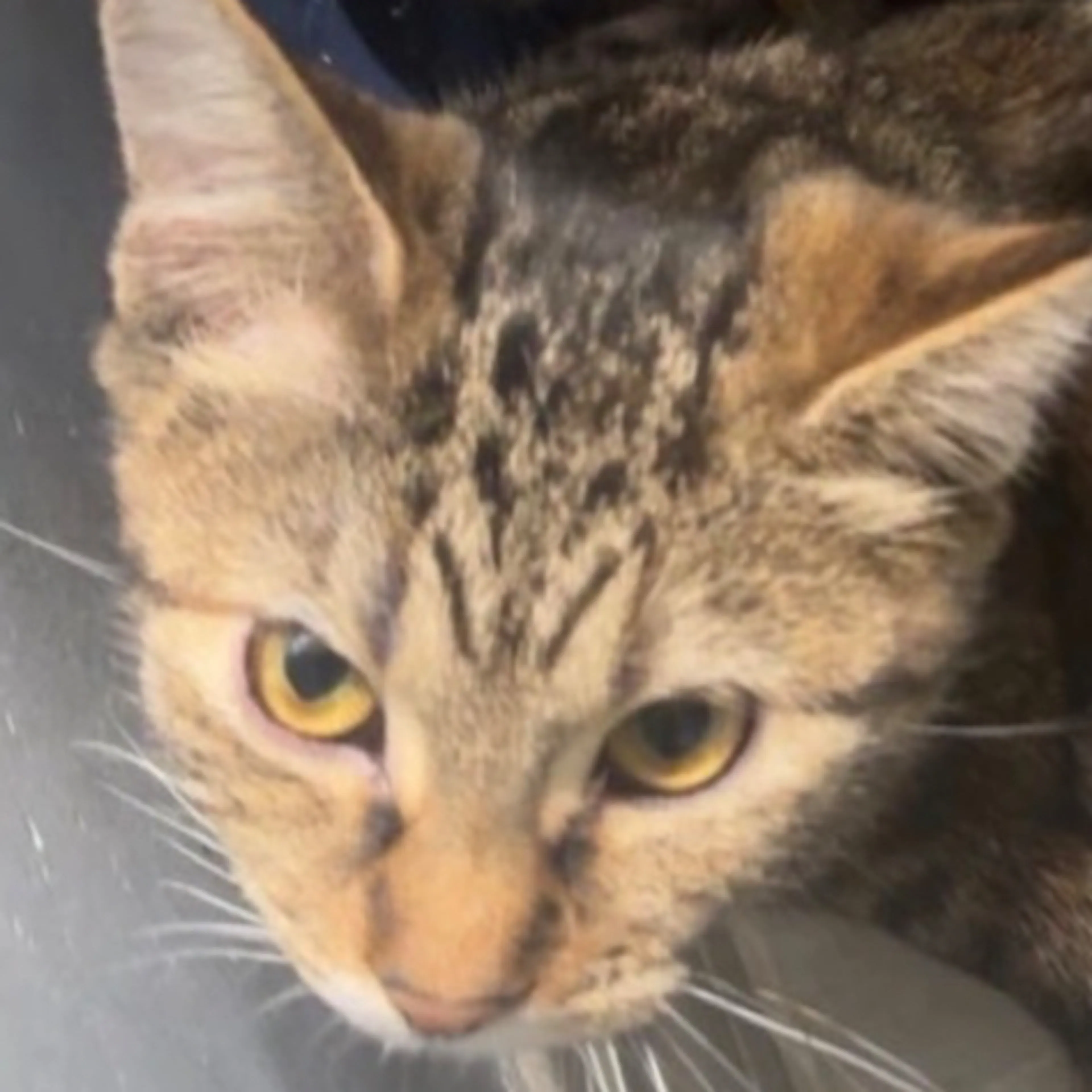 Lost pet-2