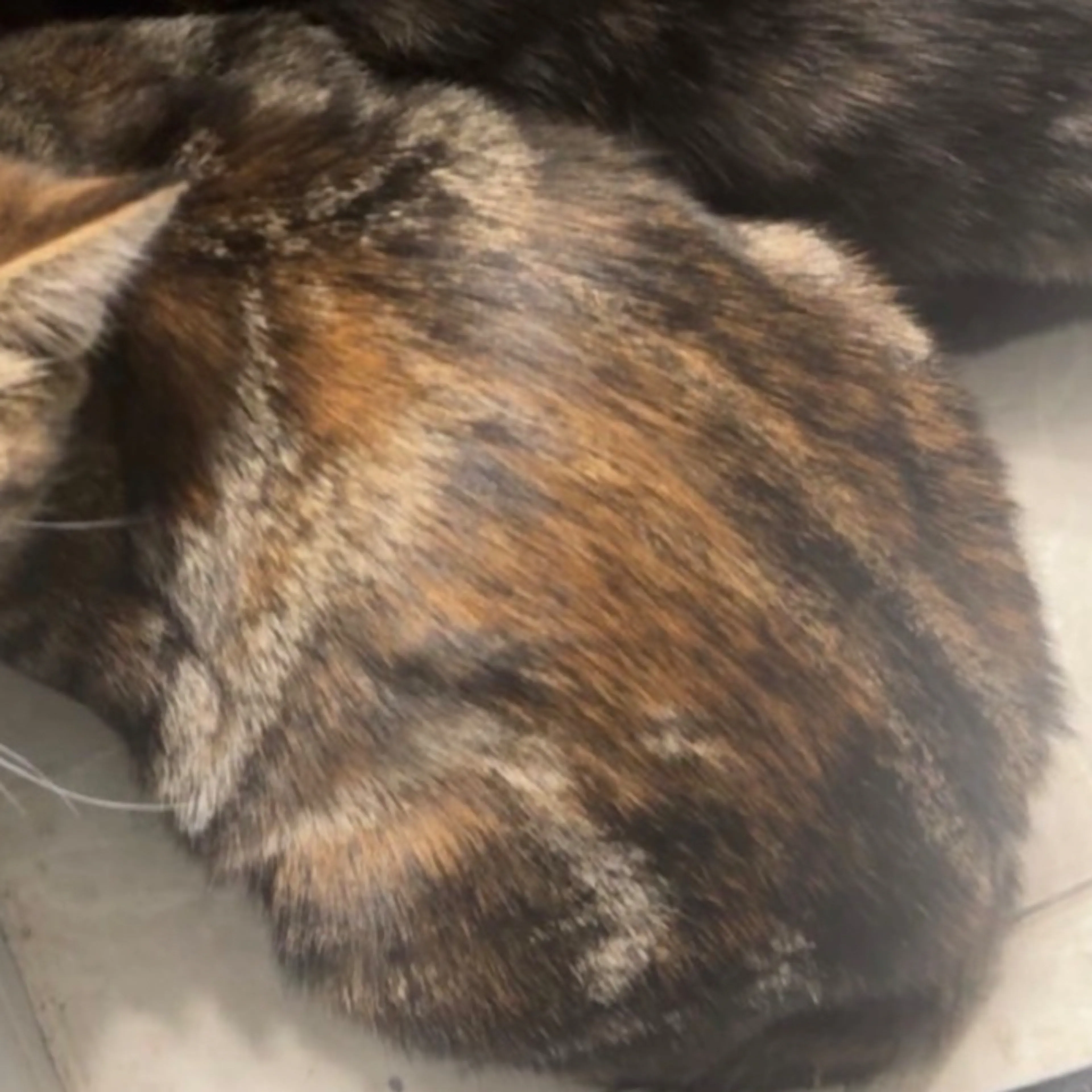 Lost pet-1