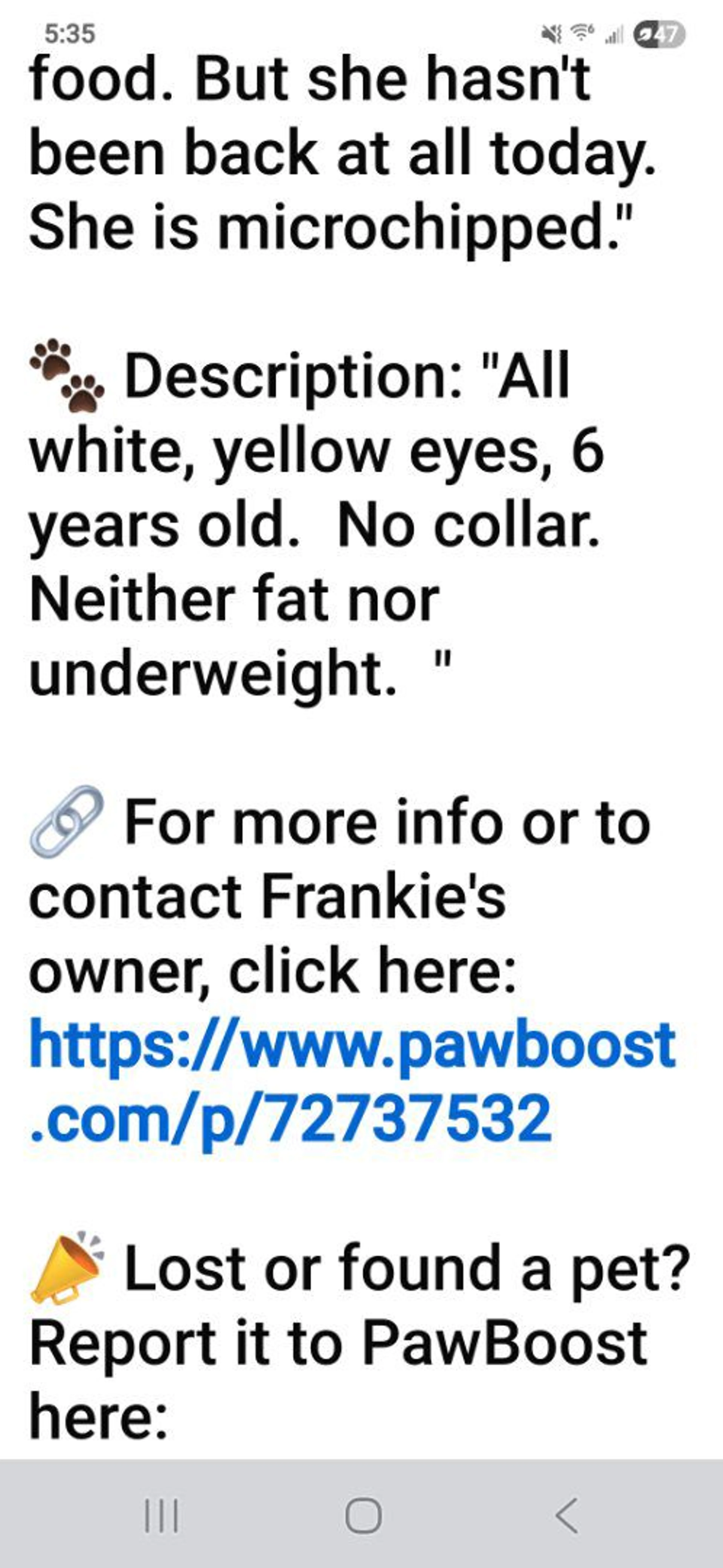 Lost pet-3
