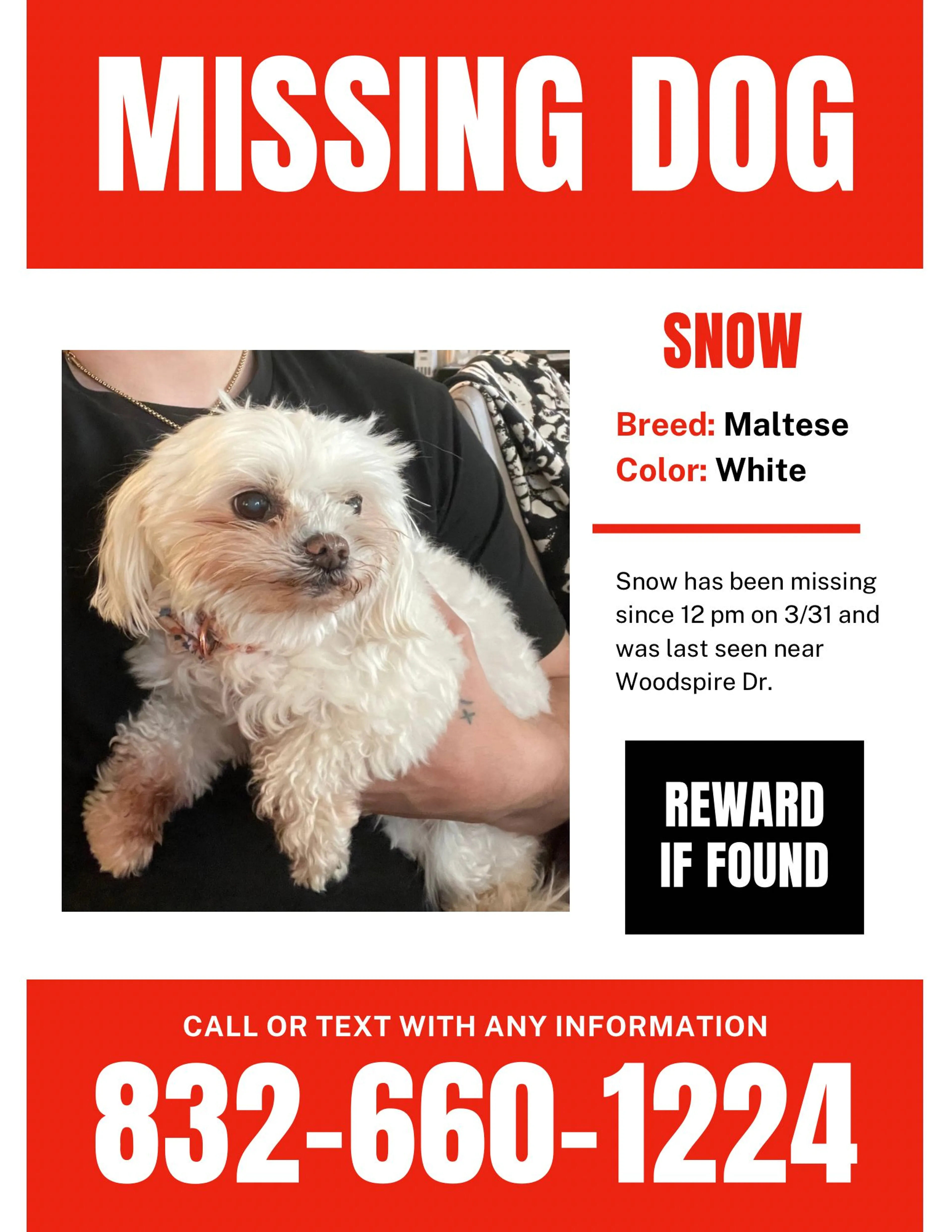 Lost pet
