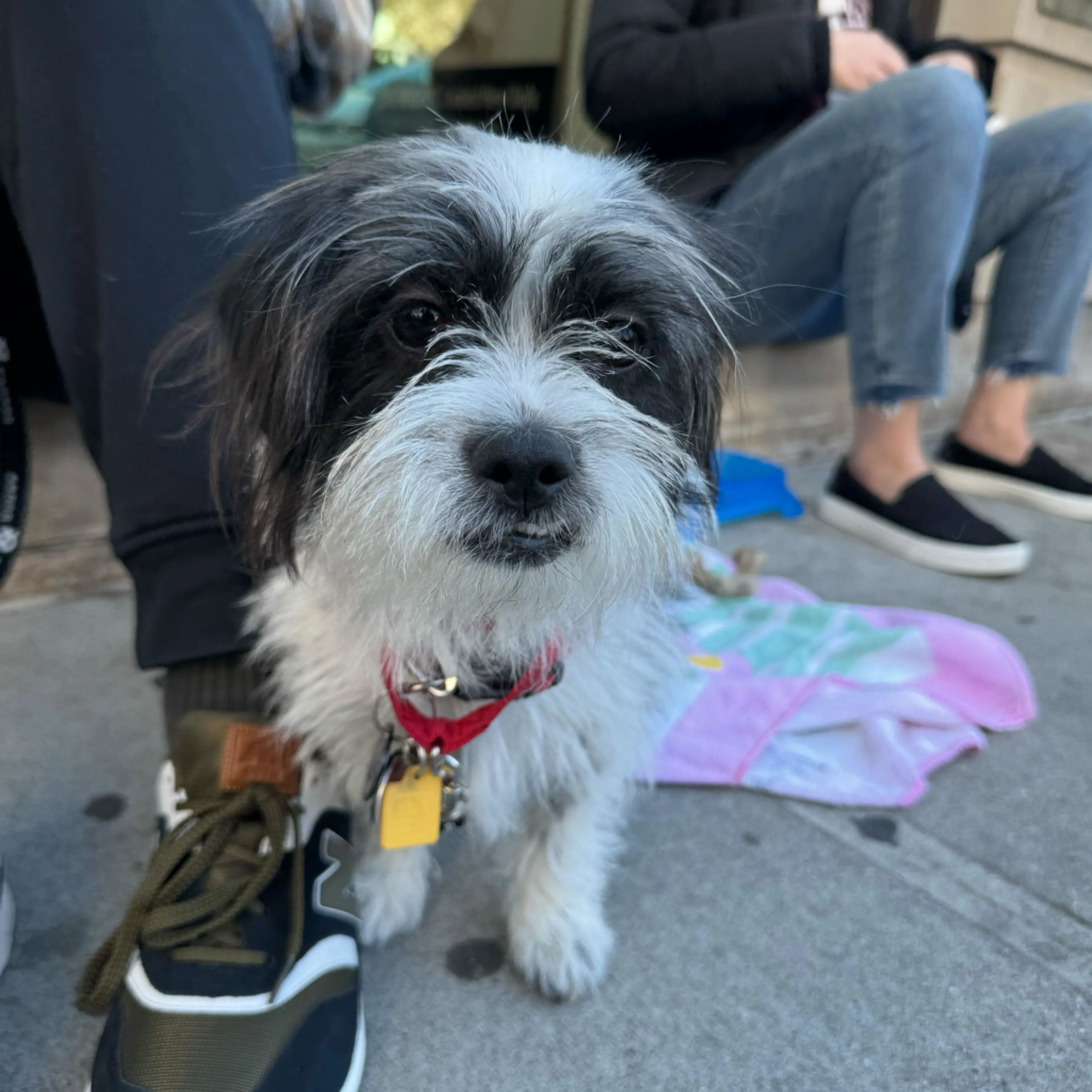 Found pet-4
