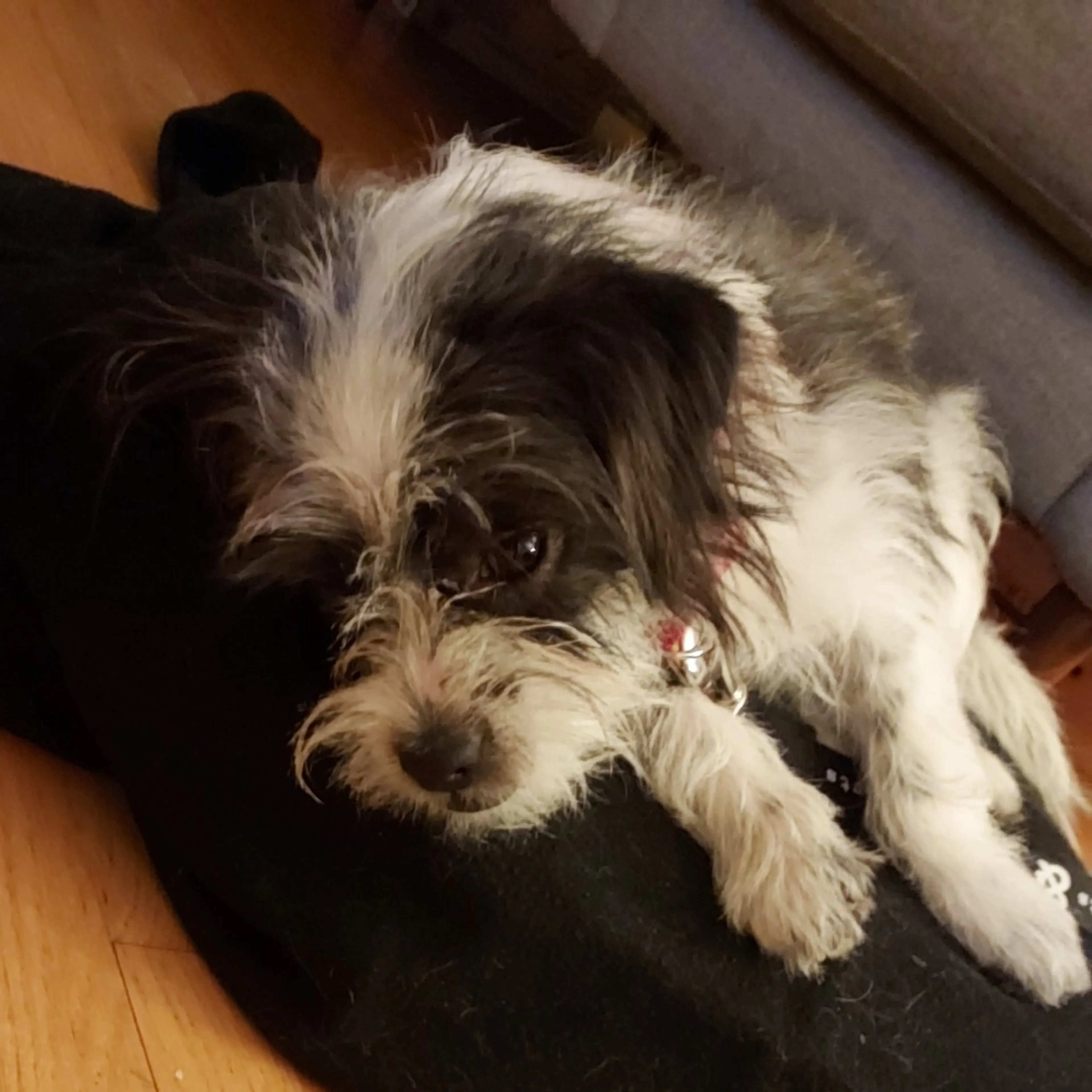 Found pet-2