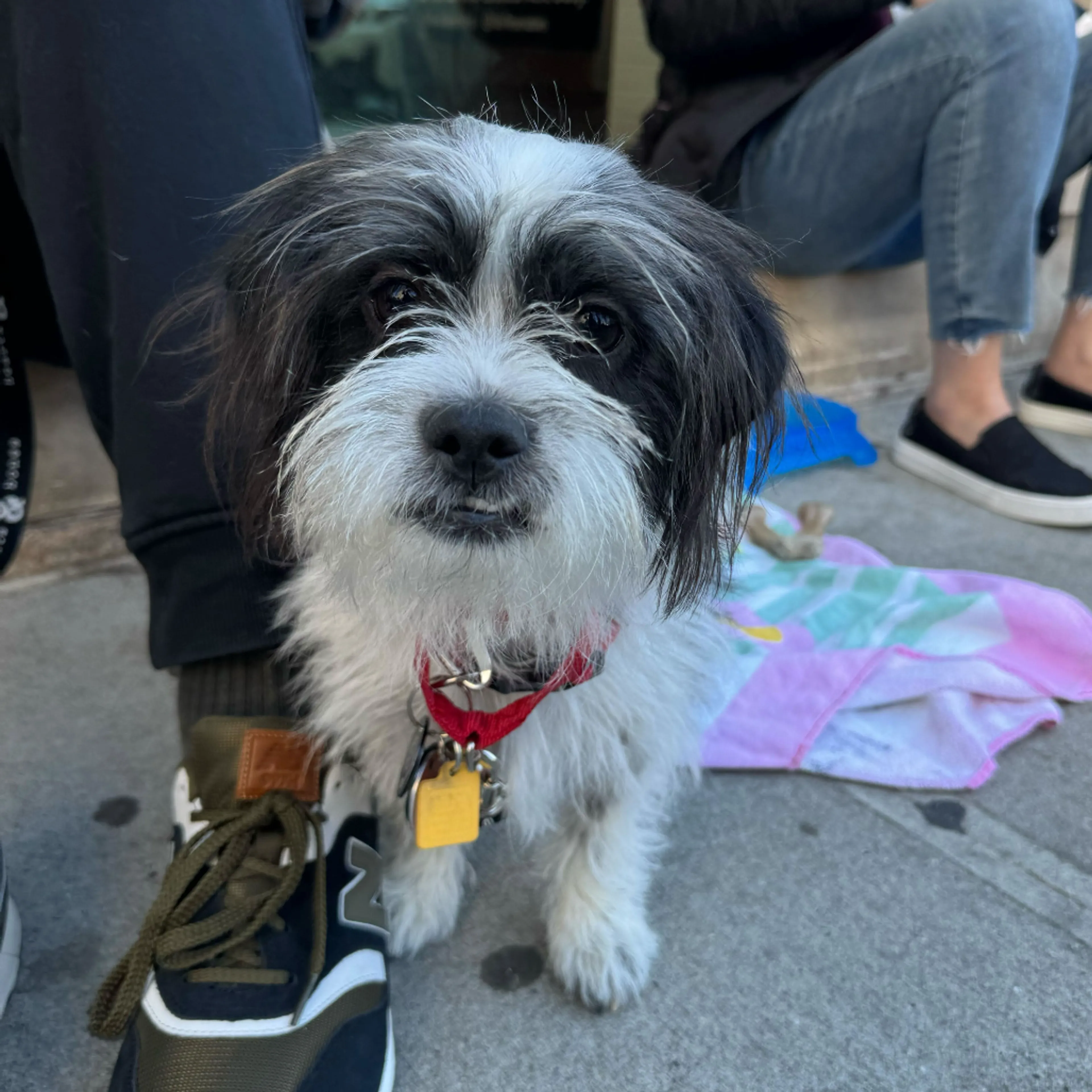 Found pet-0