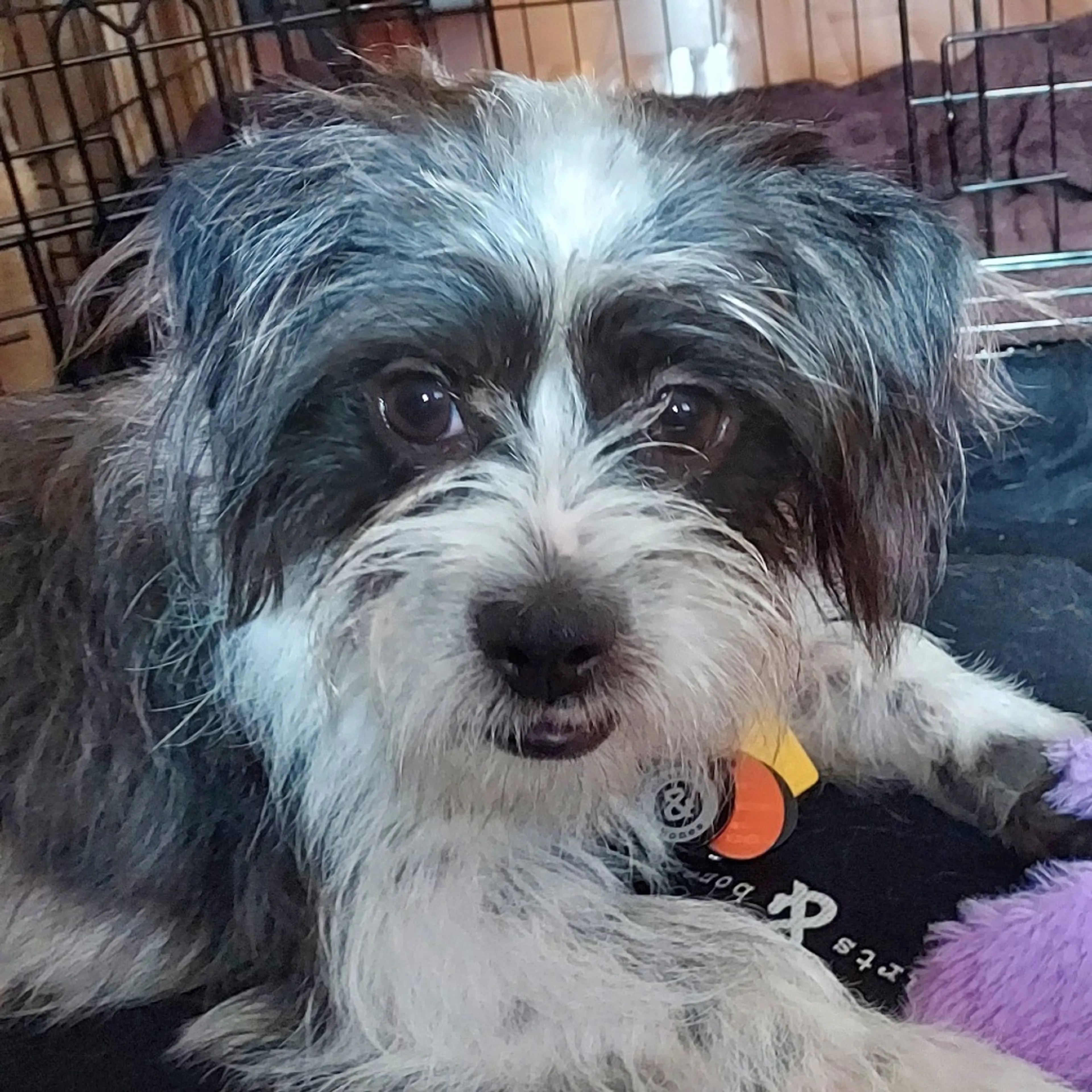 Found pet-3