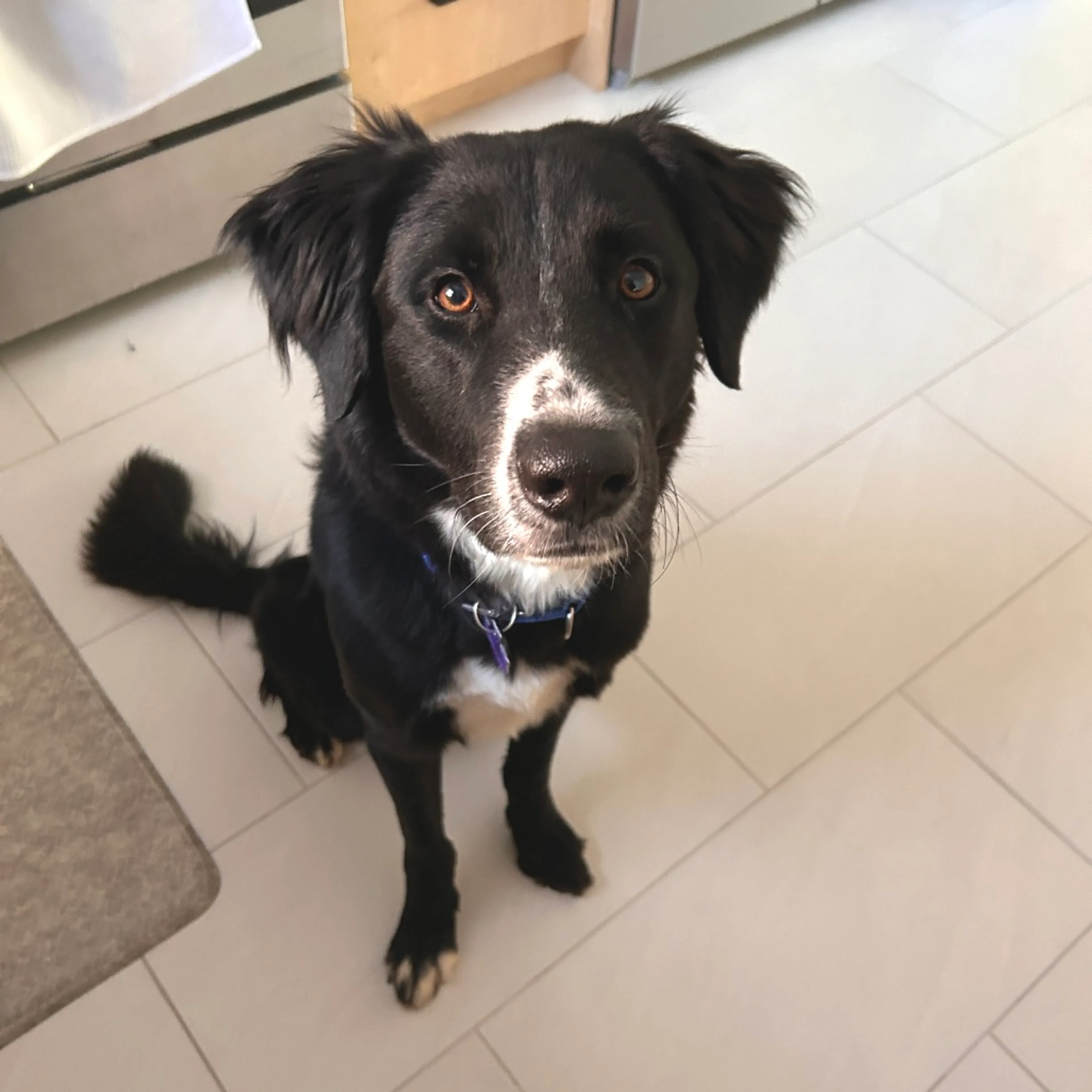 Found pet-3