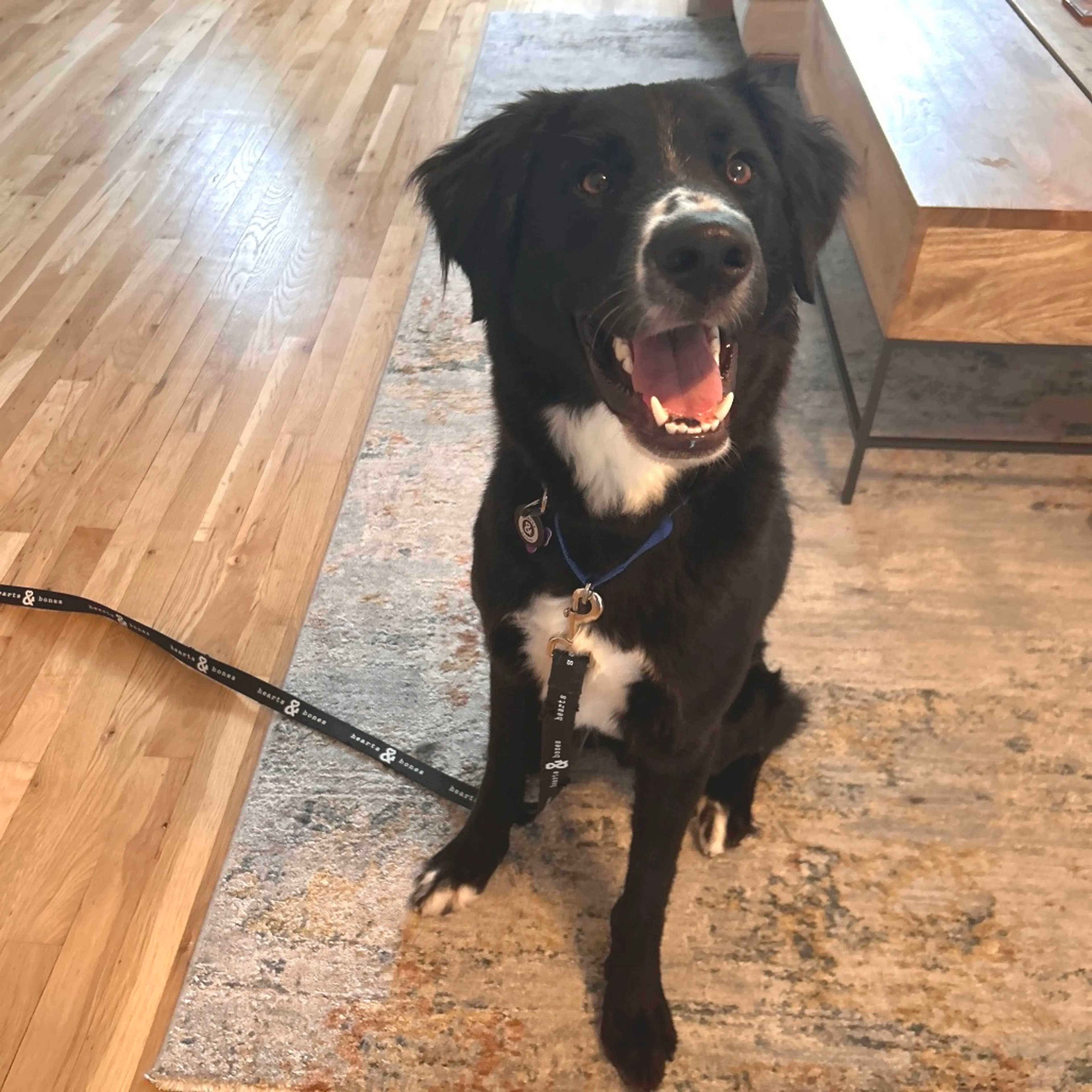 Found pet-2