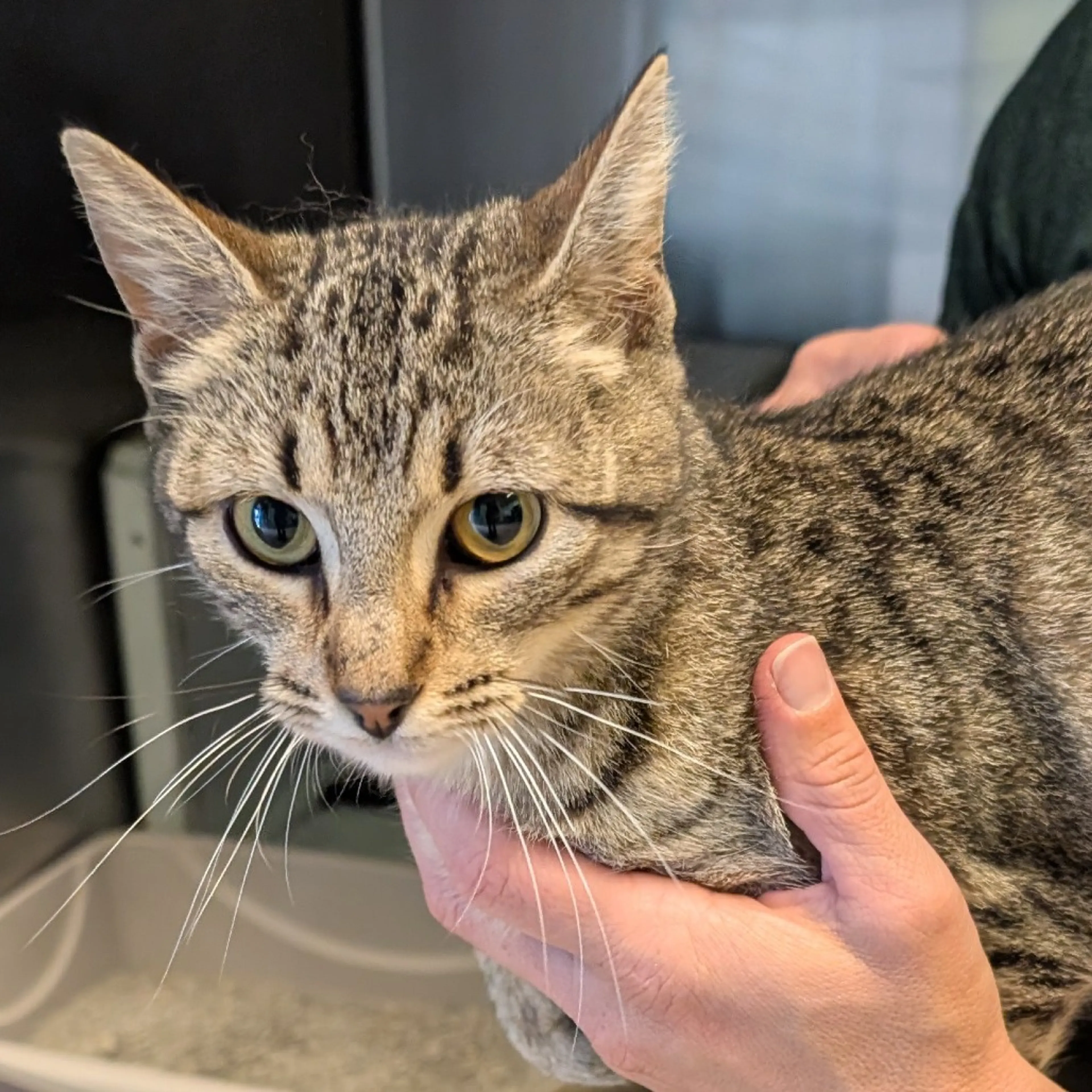 Found pet