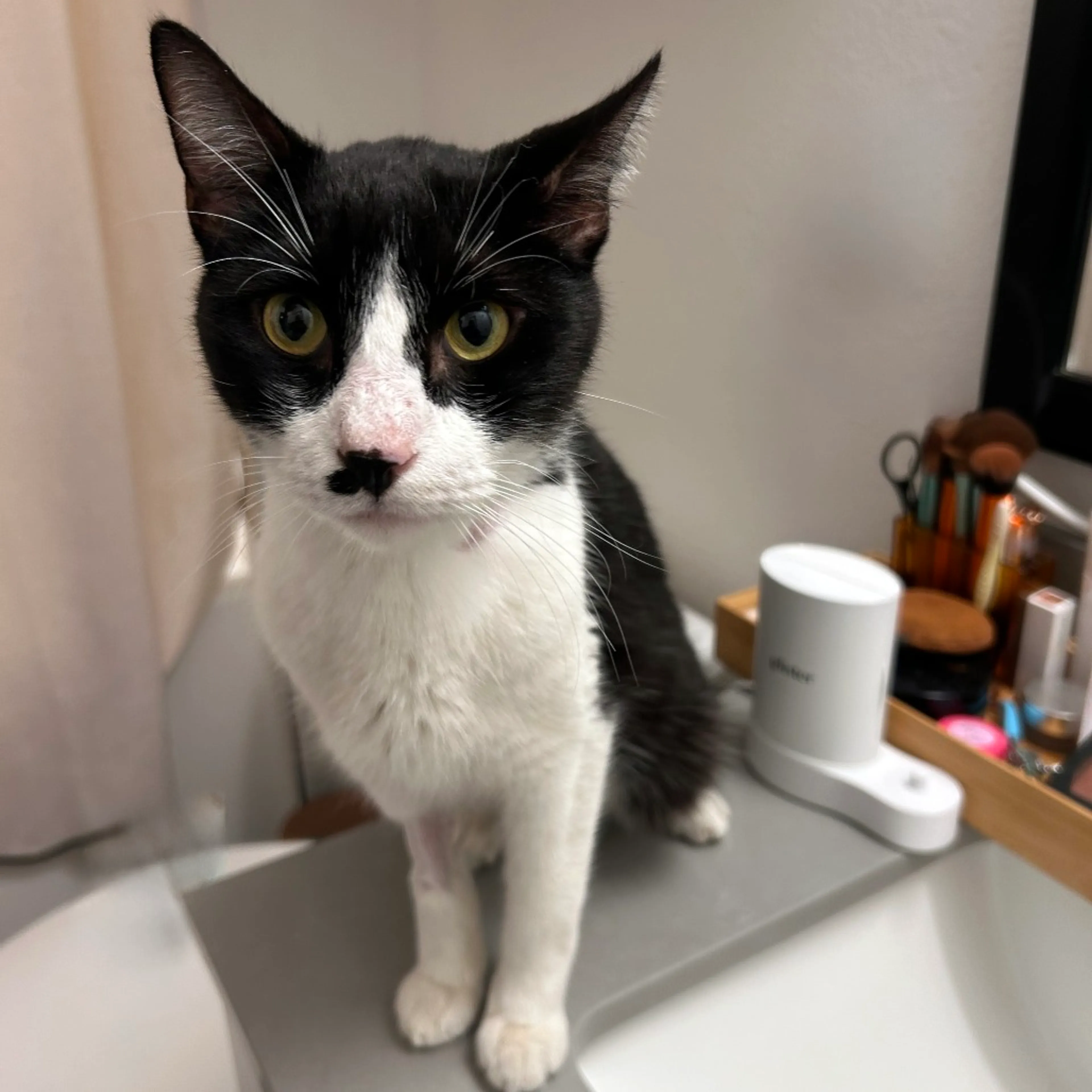 cdn image