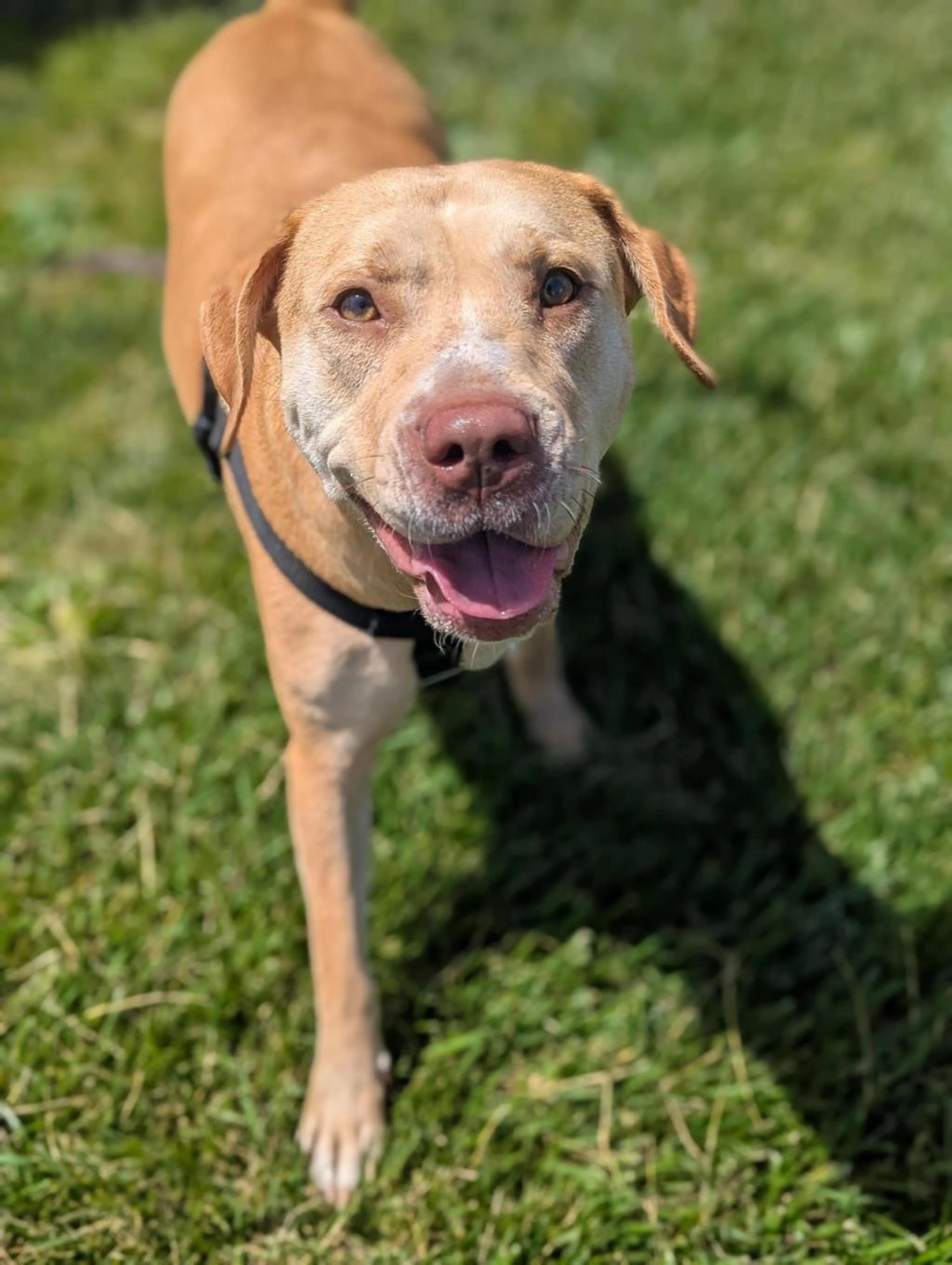 Found pet-2