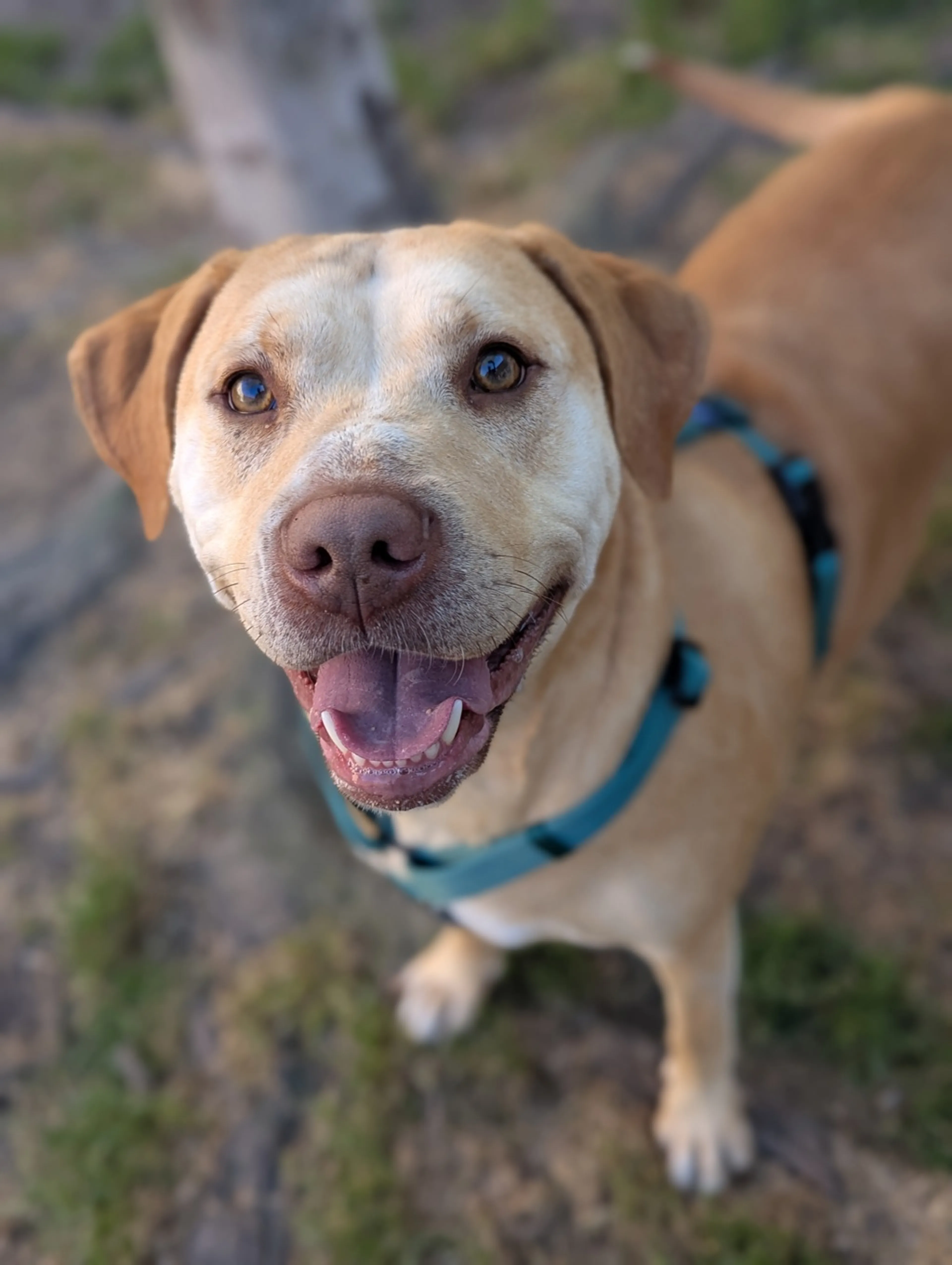 Found pet-4