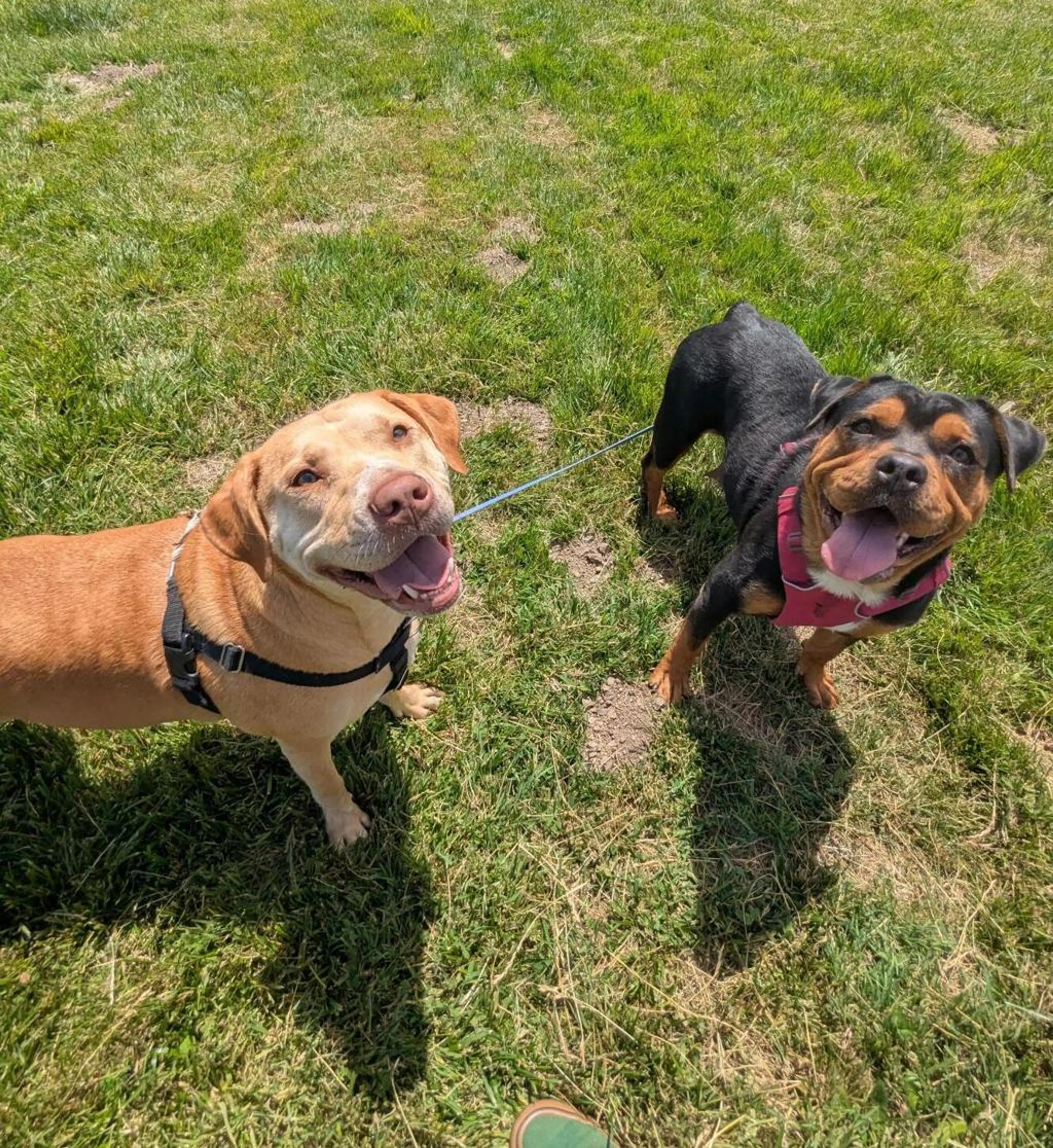 Found pet-1