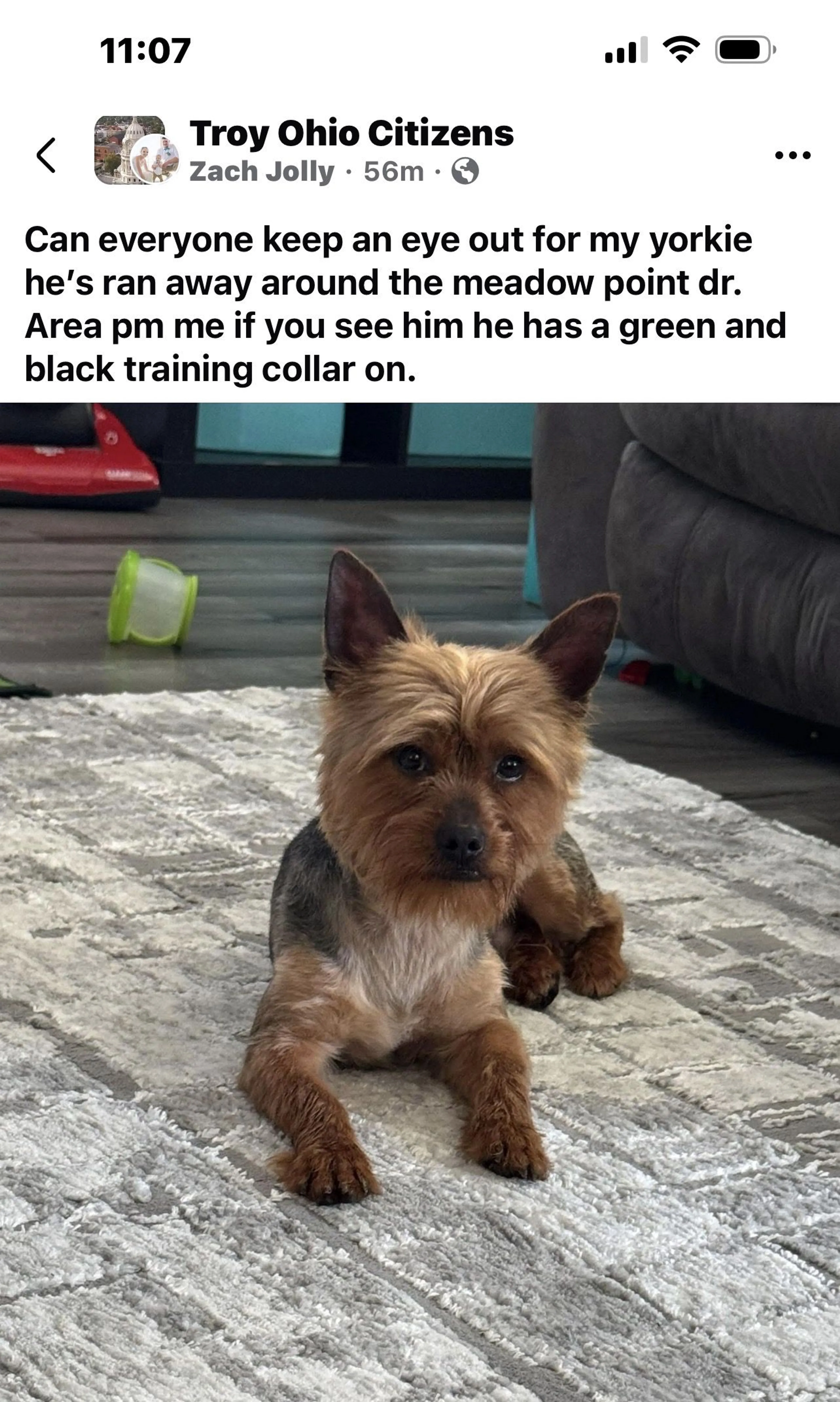 Lost pet