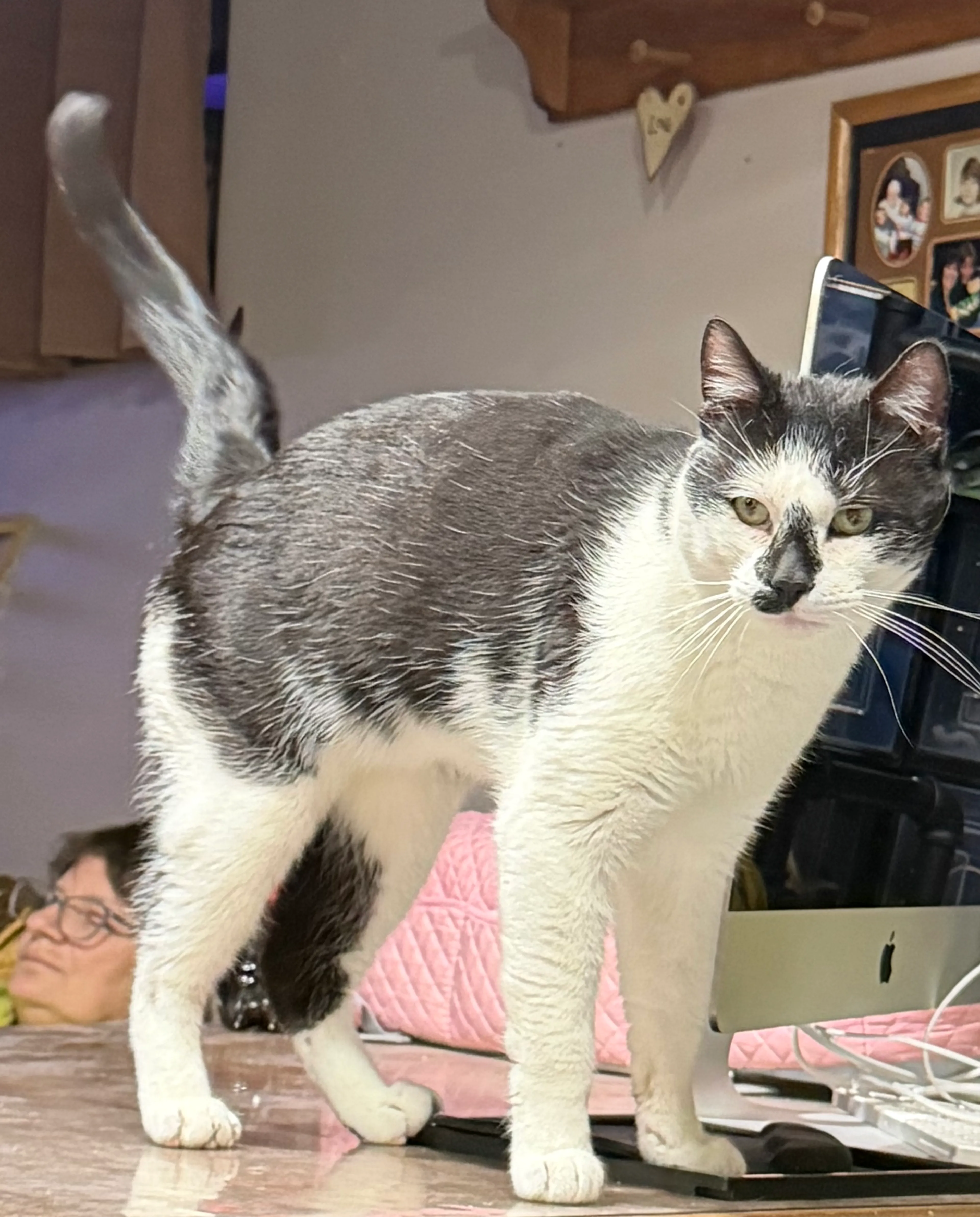 Found pet-4