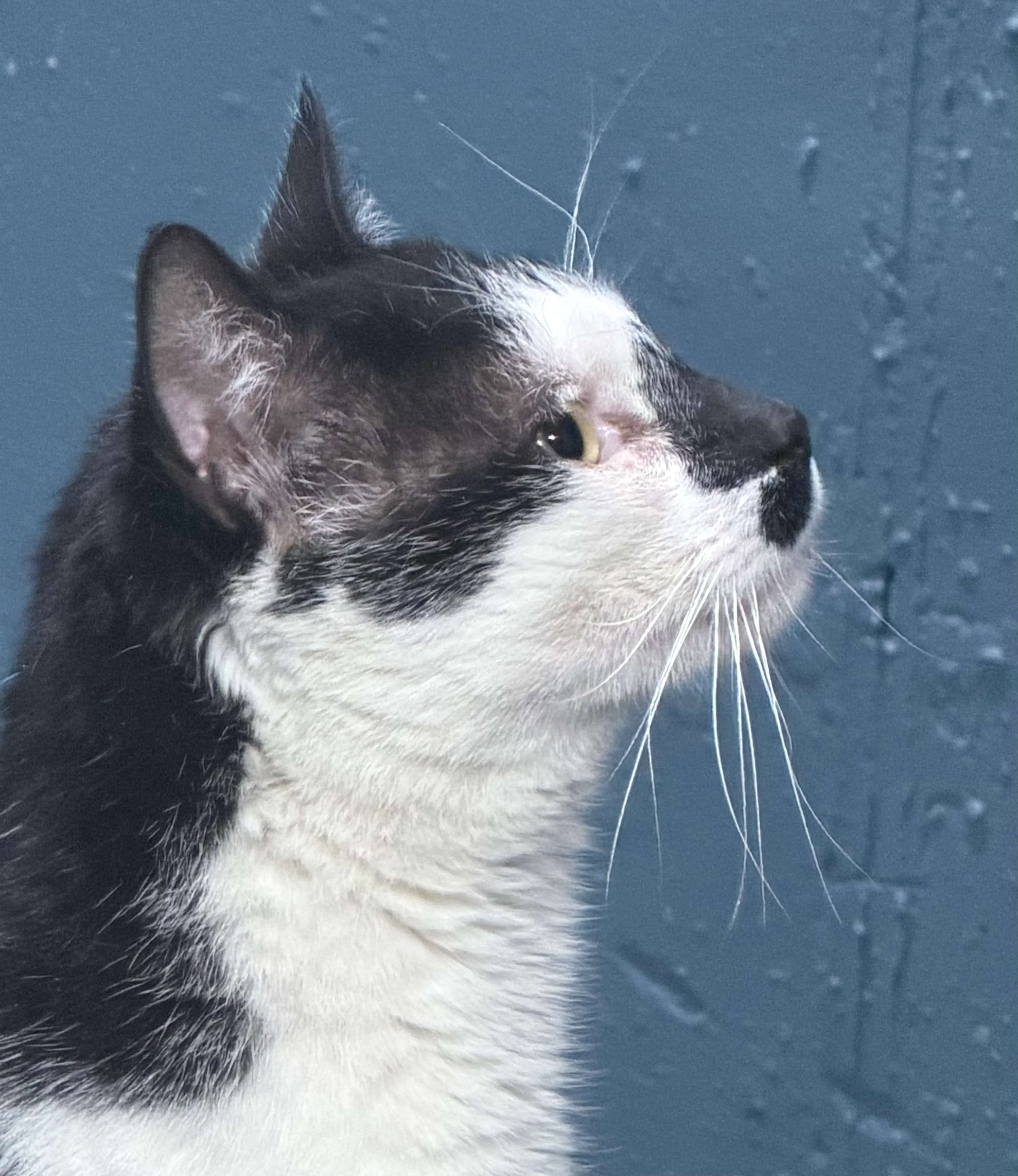 Found pet-3