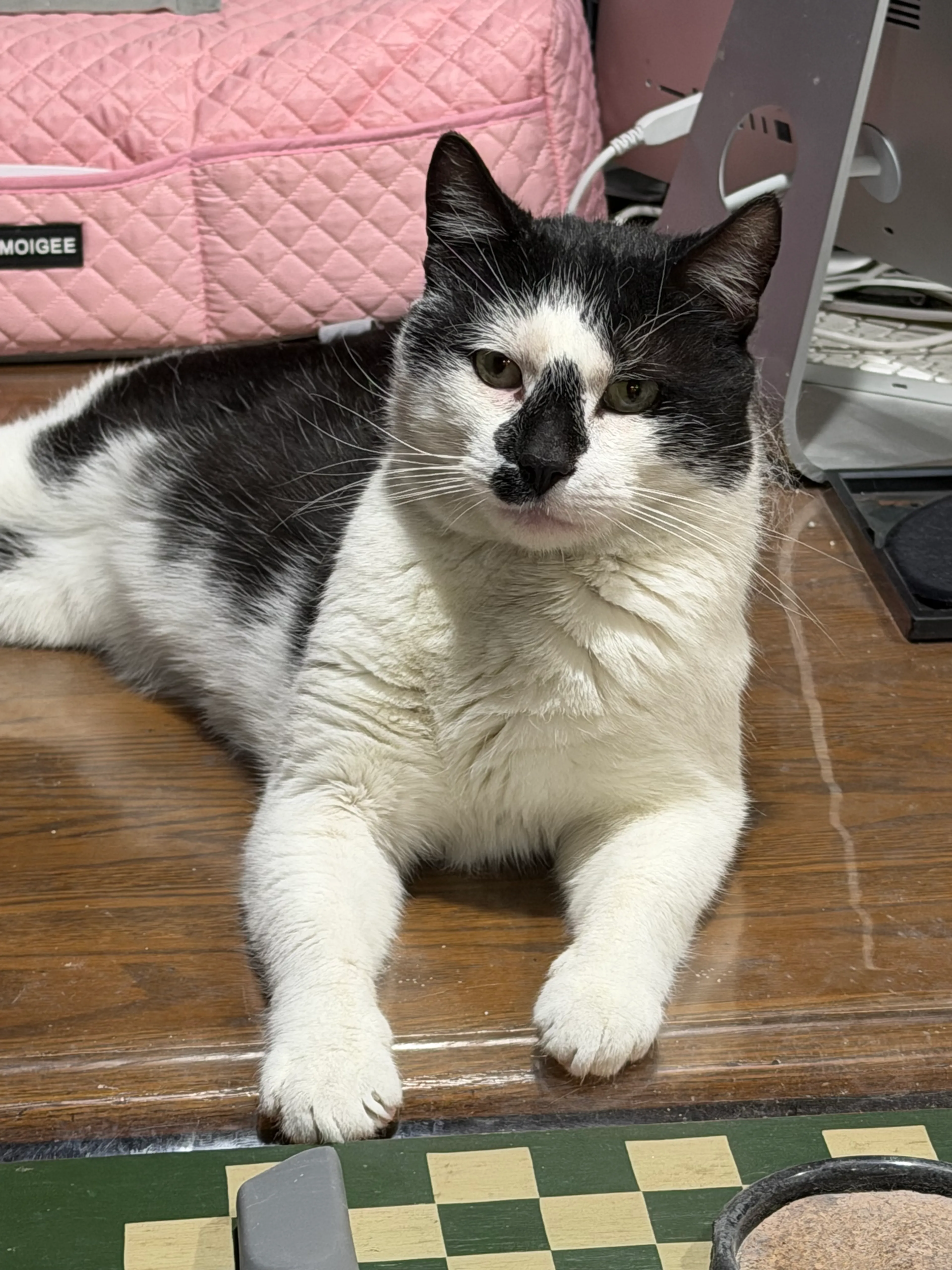 Found pet-1