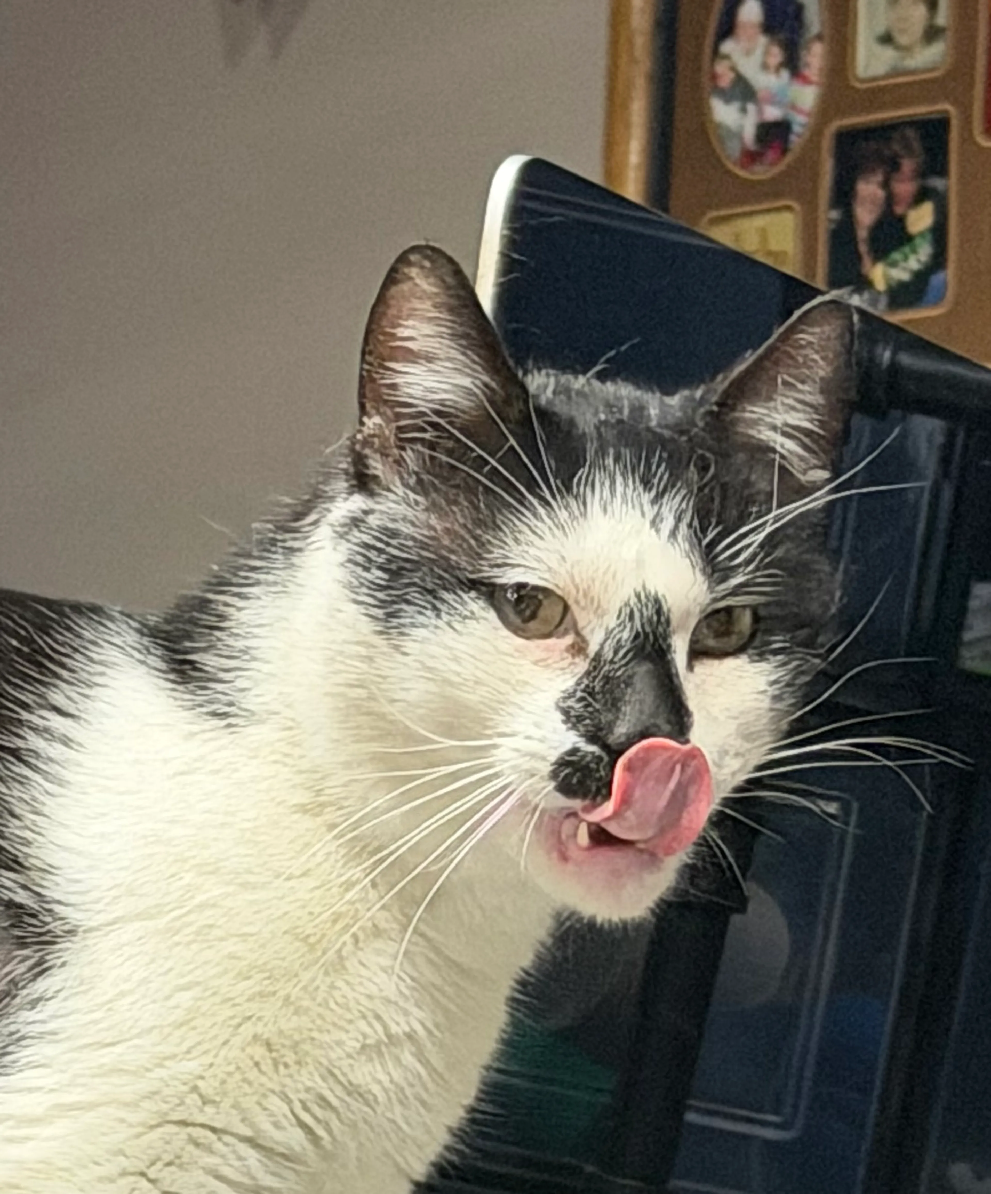 Found pet-5