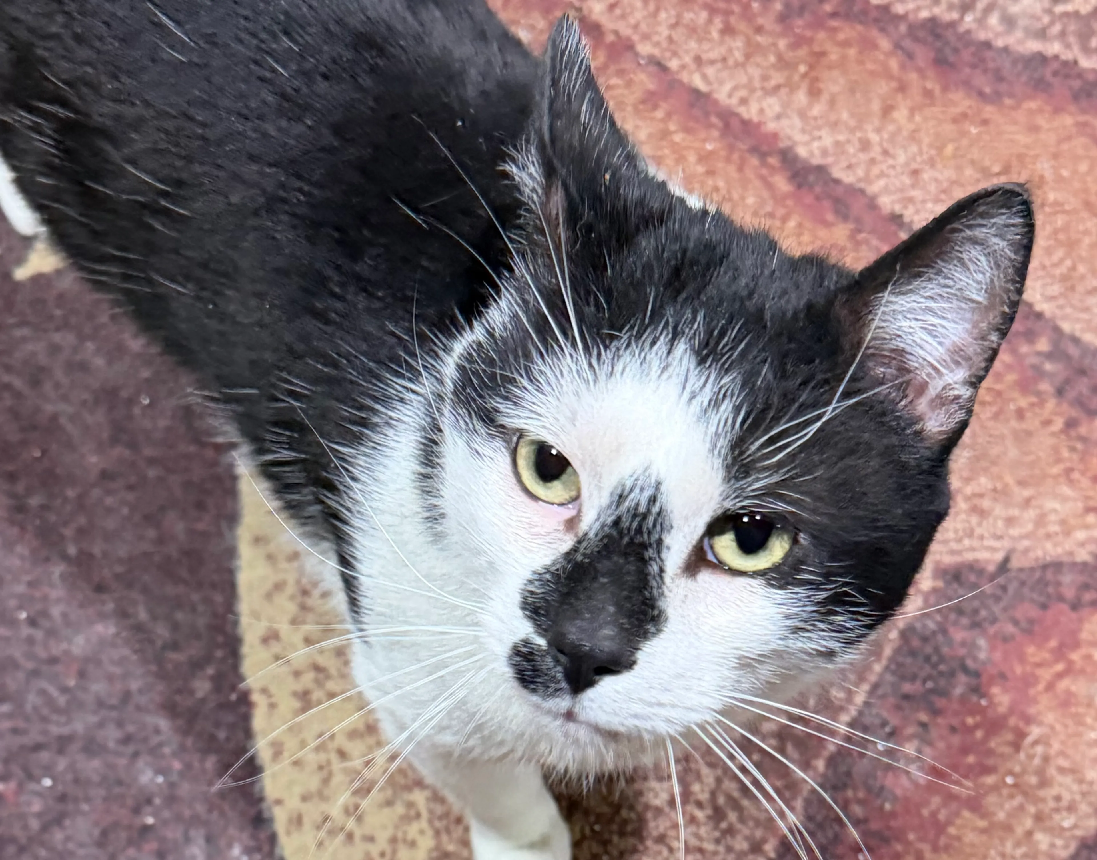 Found pet-2