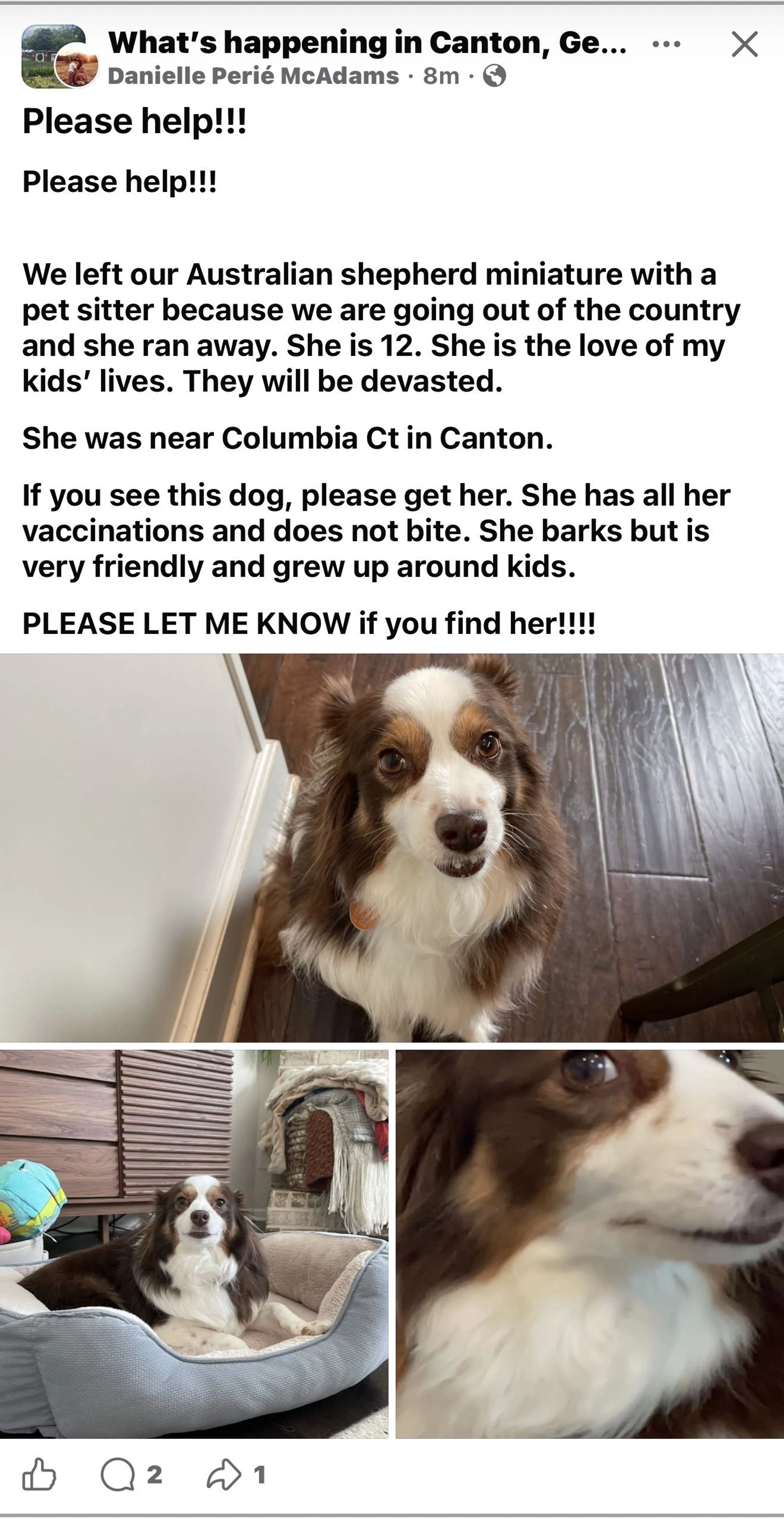 Lost pet