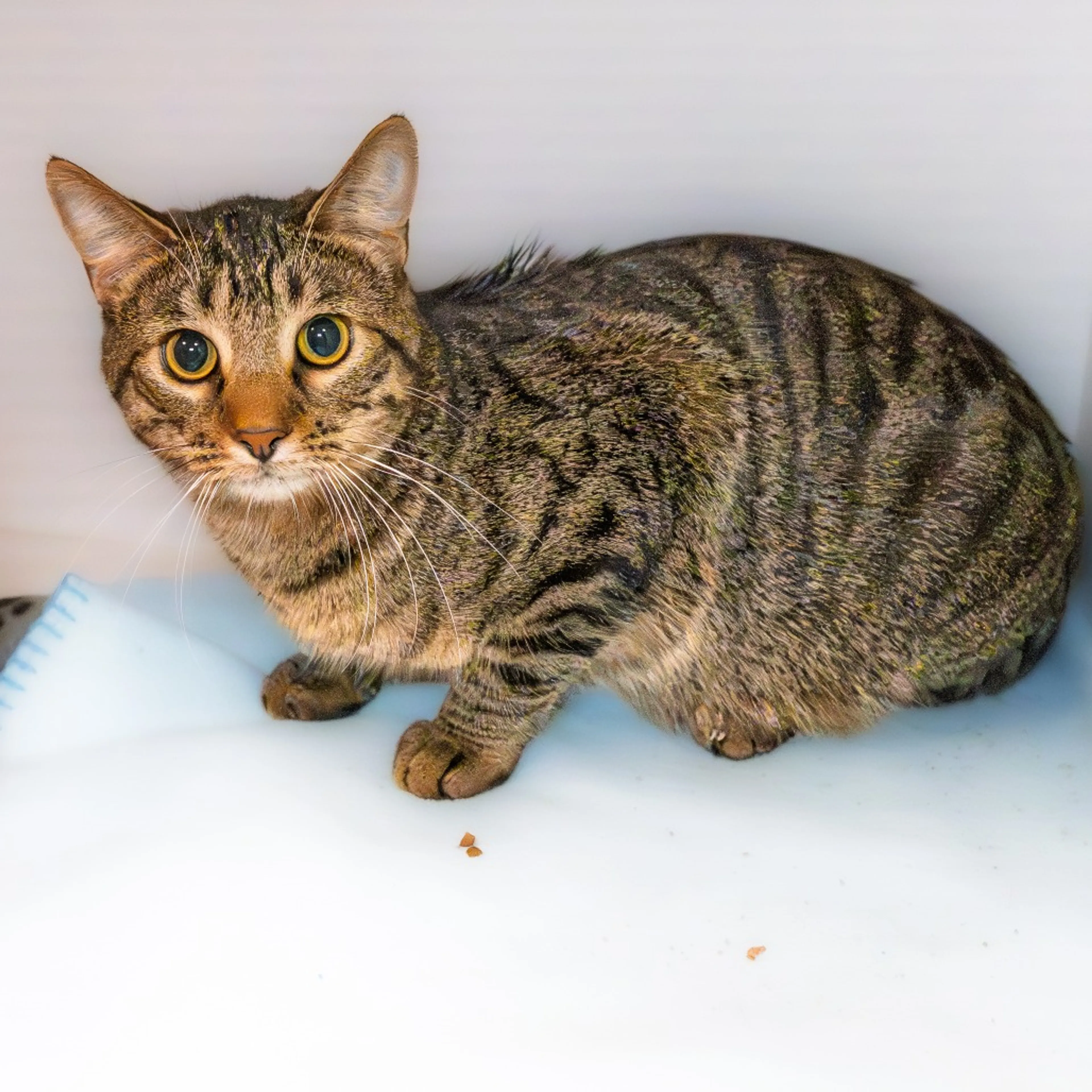 Found pet-3