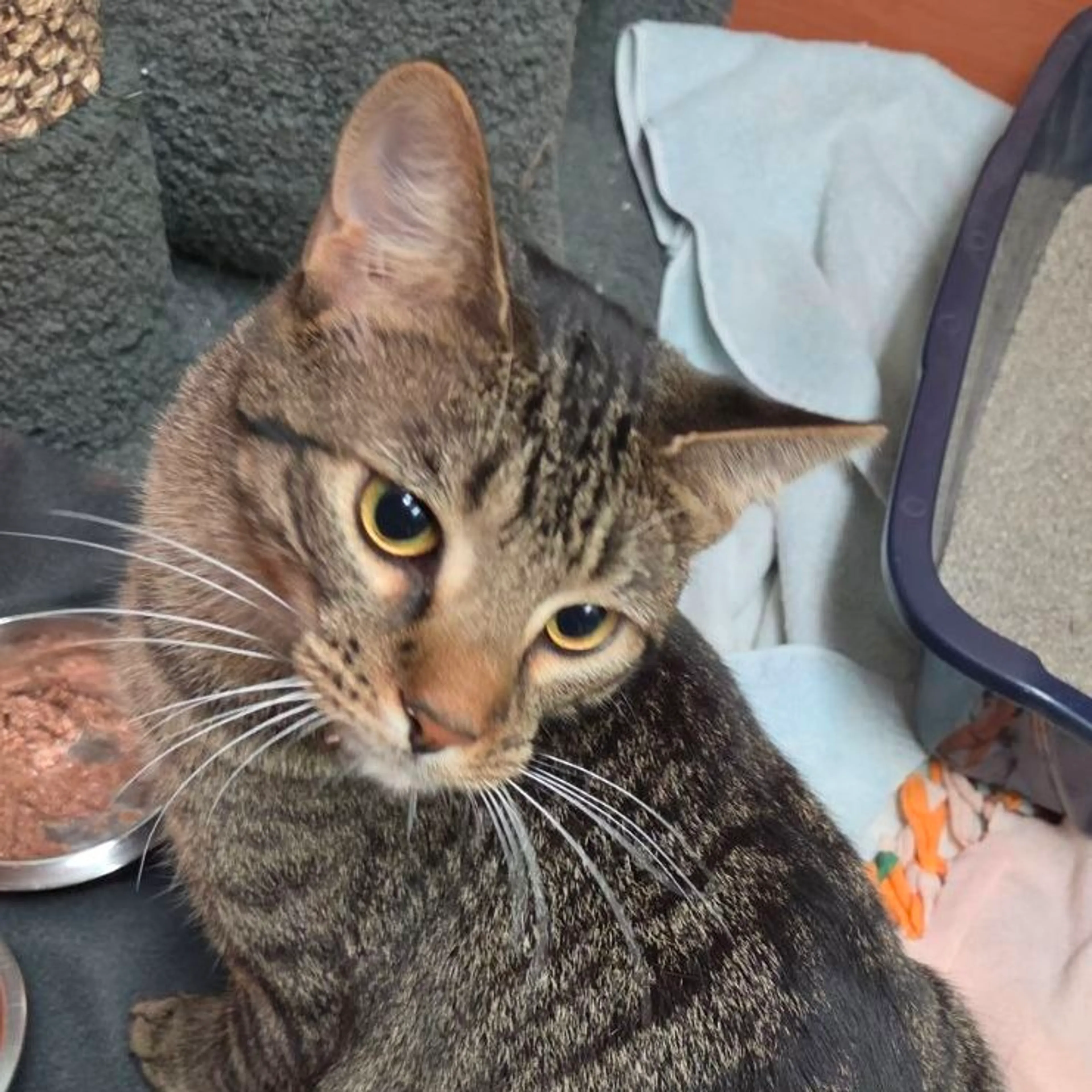 Found pet-2