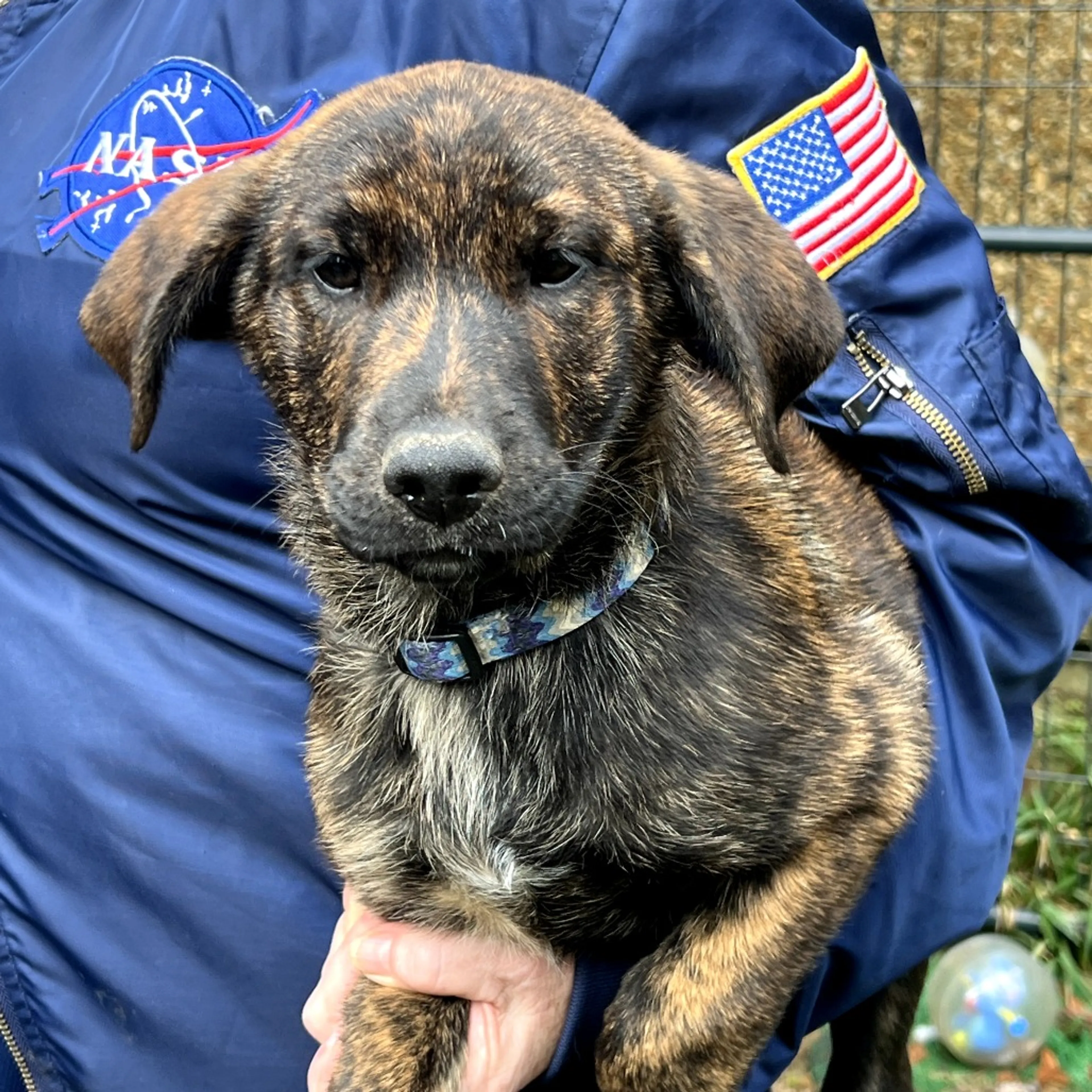 Found pet-4