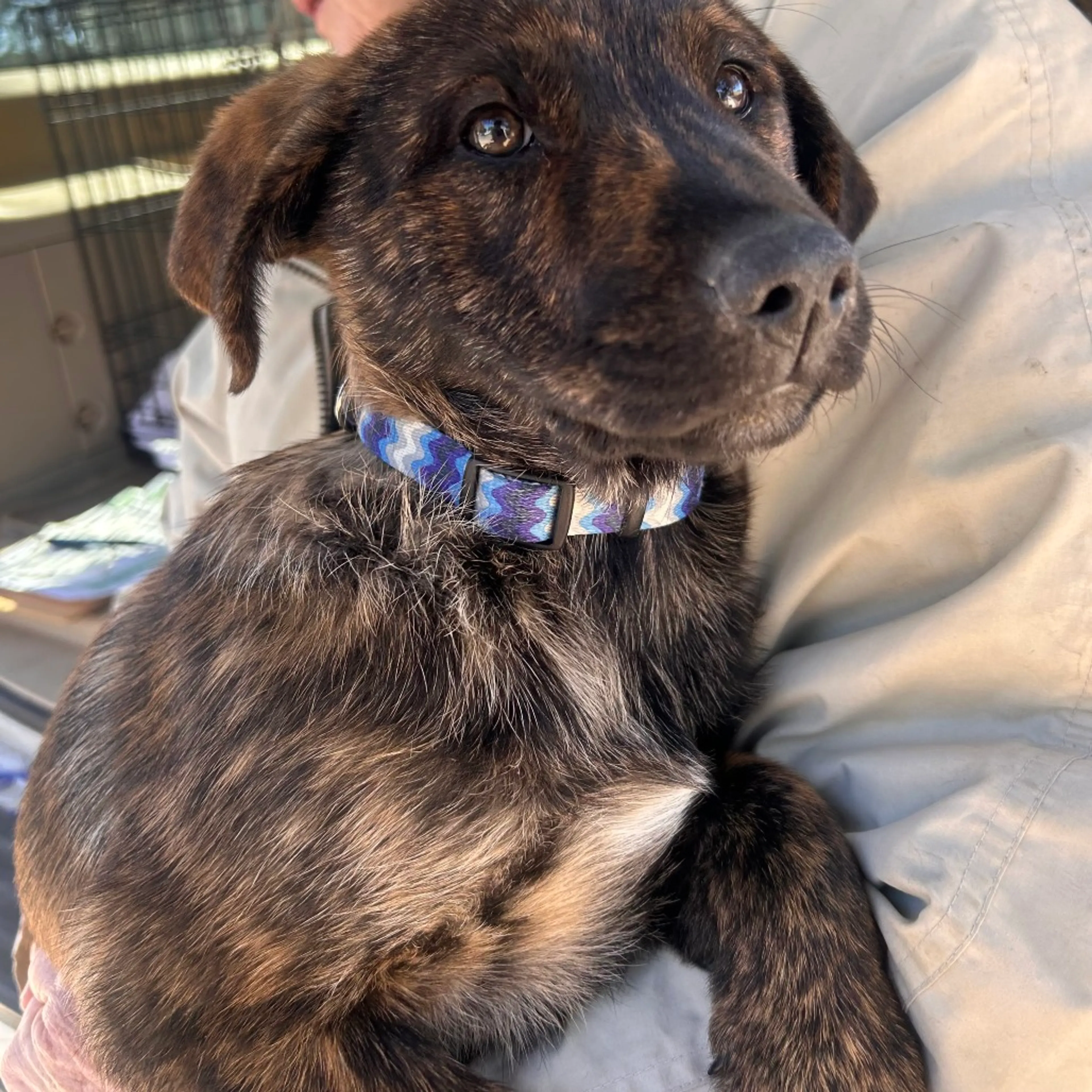 Found pet-2