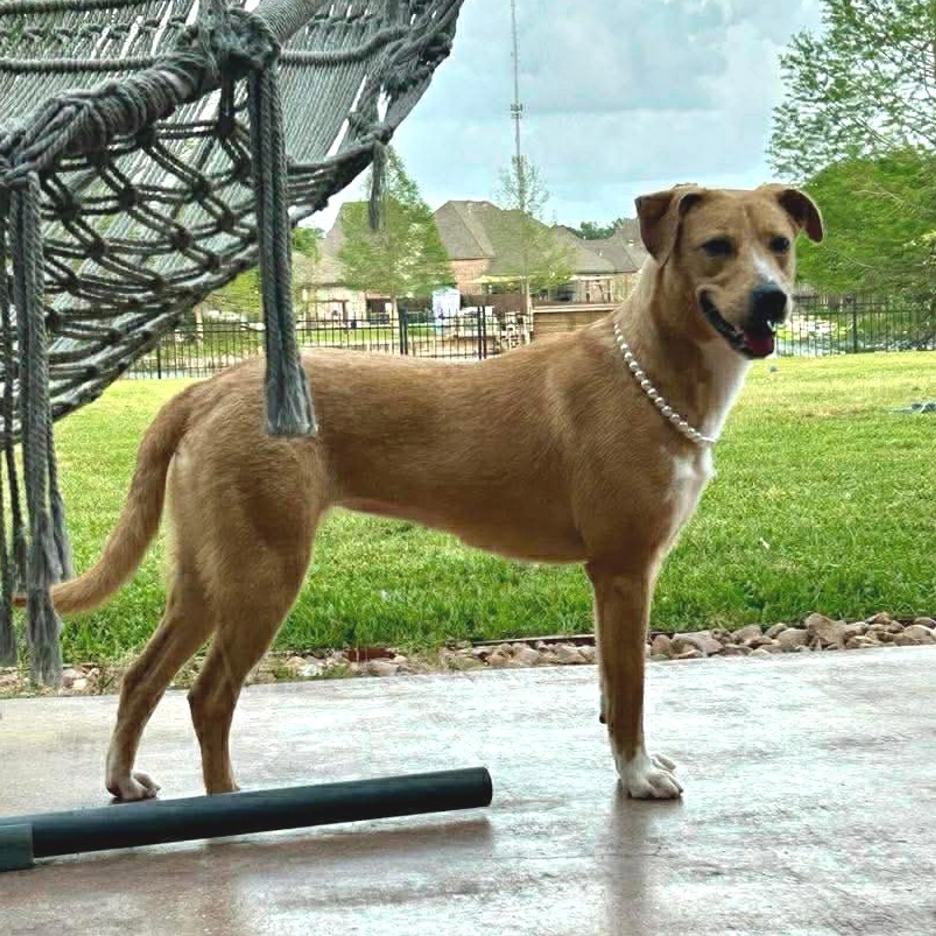 Found pet-6