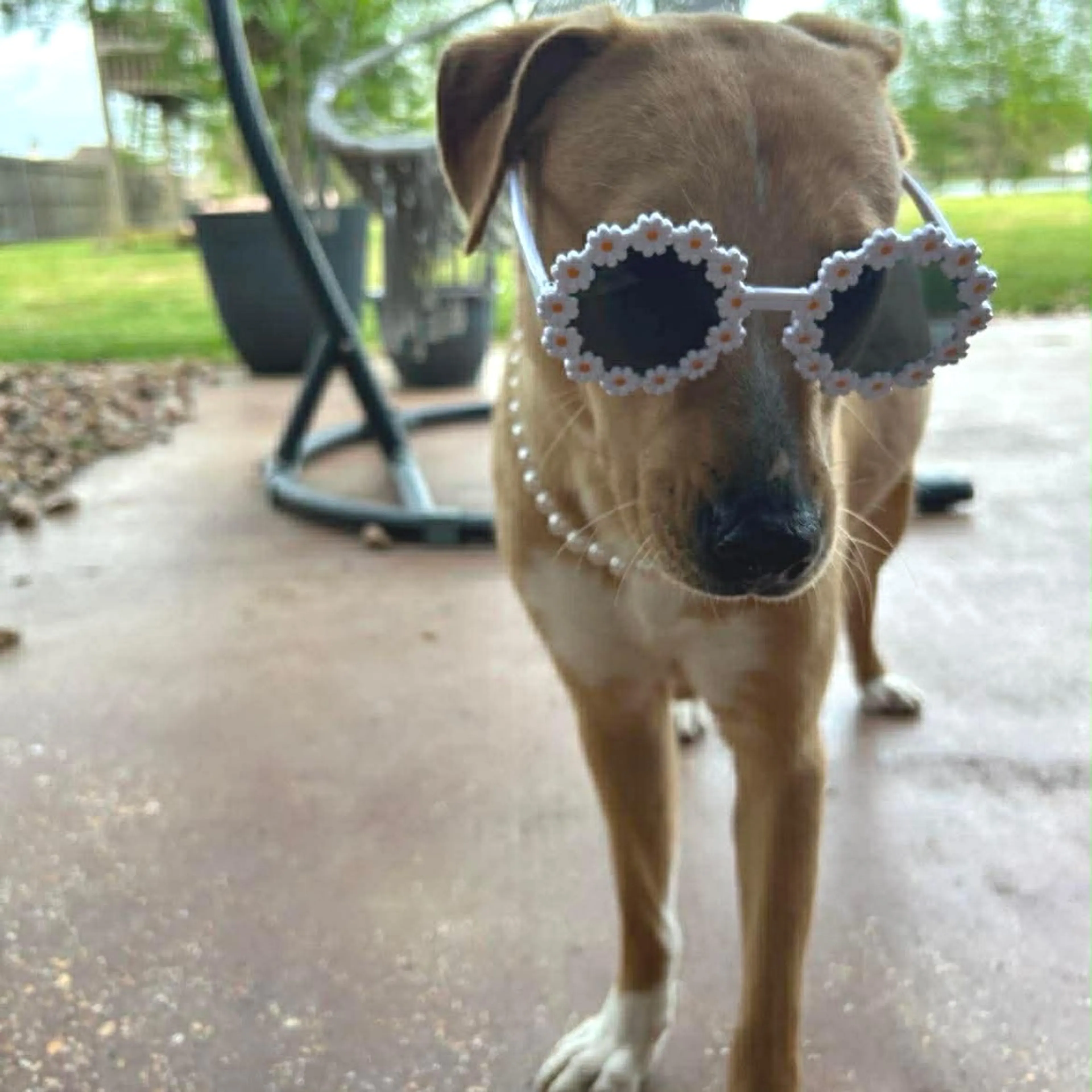 Found pet-4