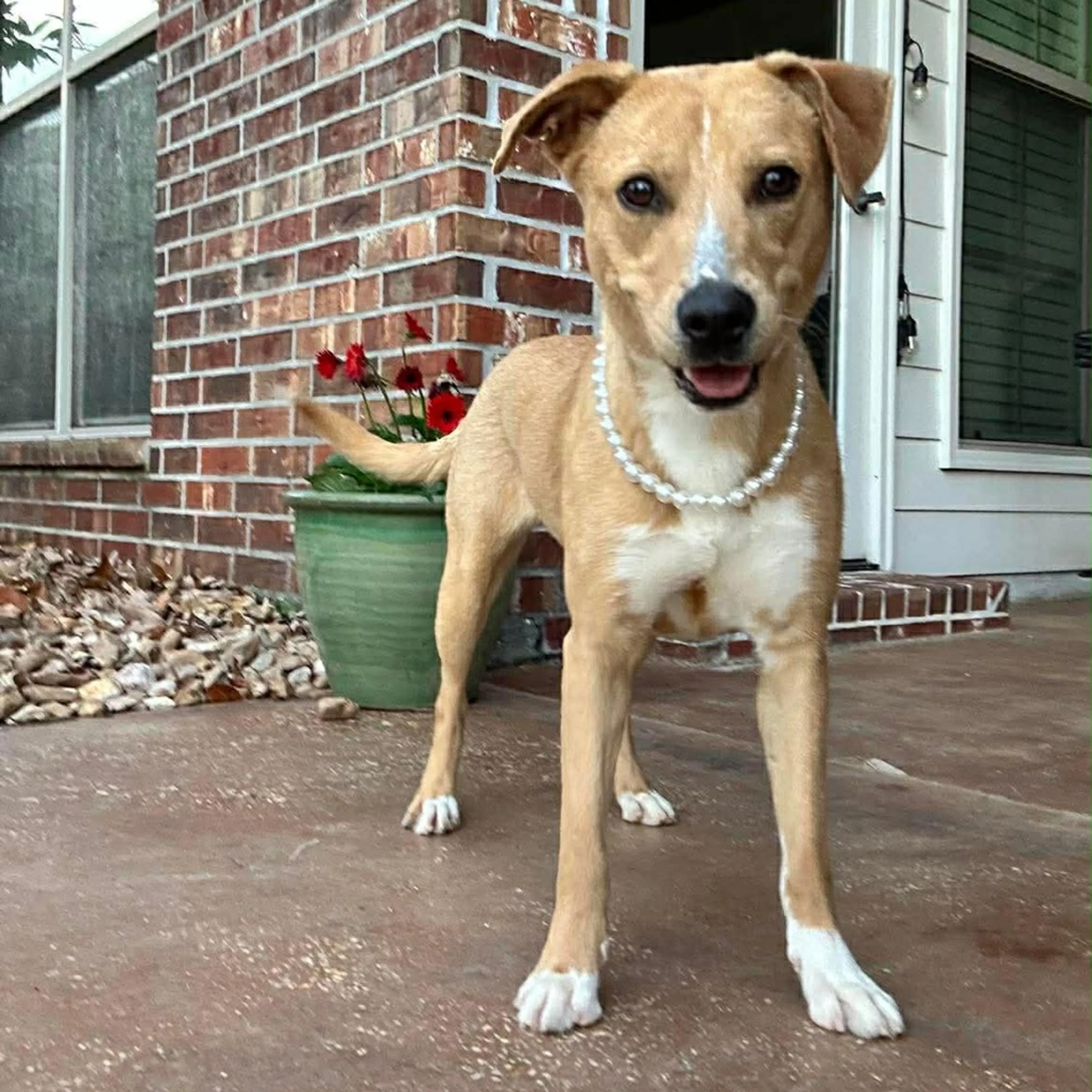 Found pet-5