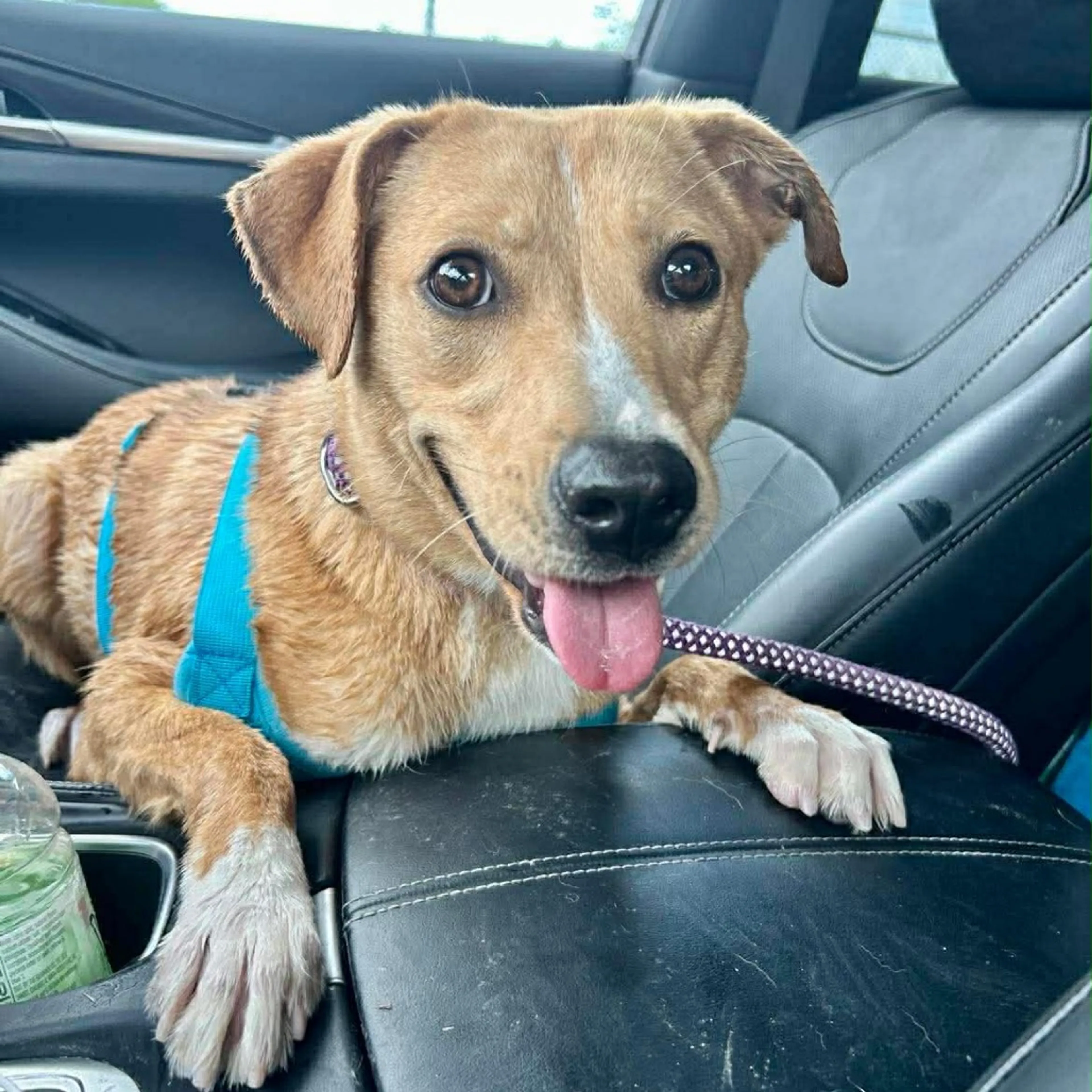 Found pet-3