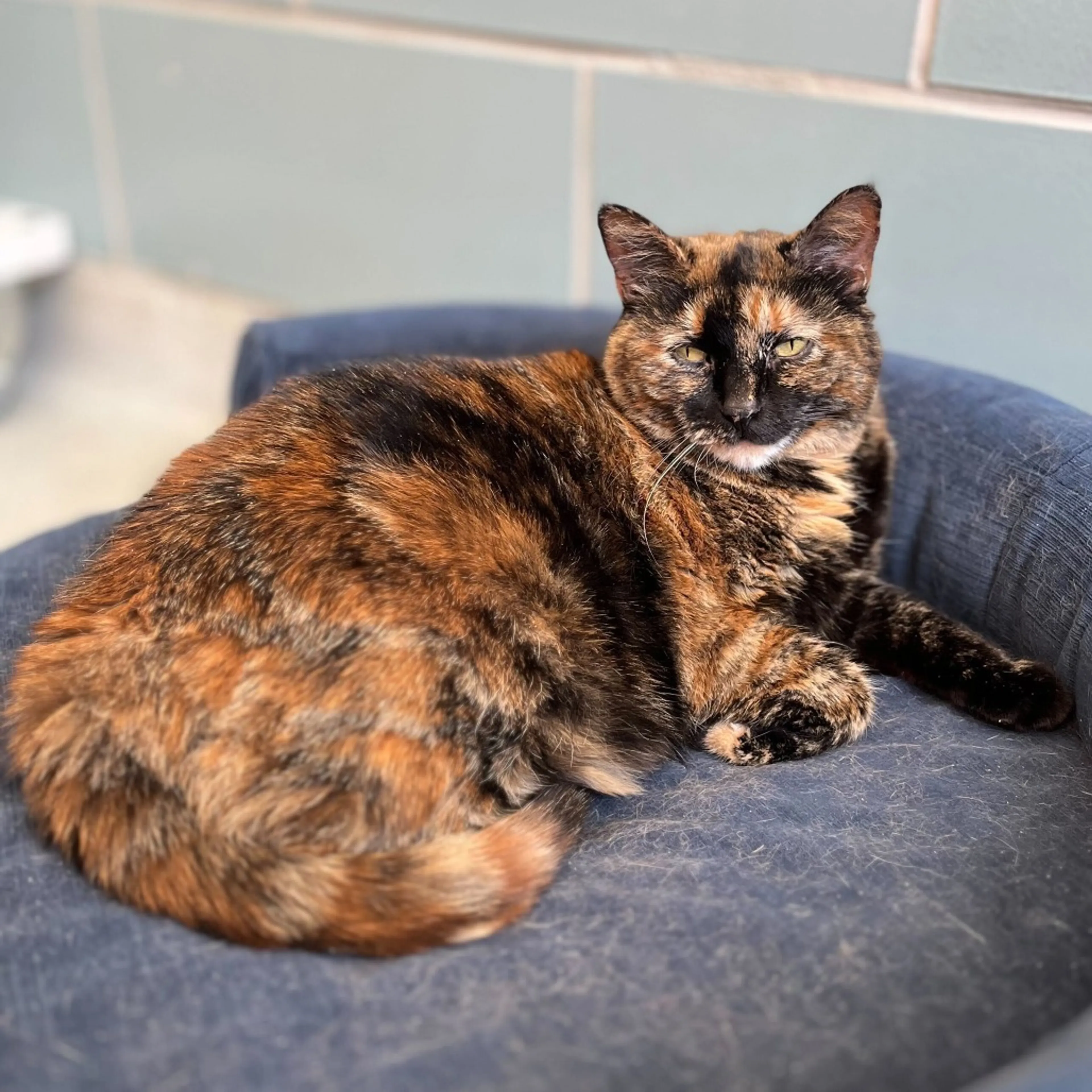 Found pet-1
