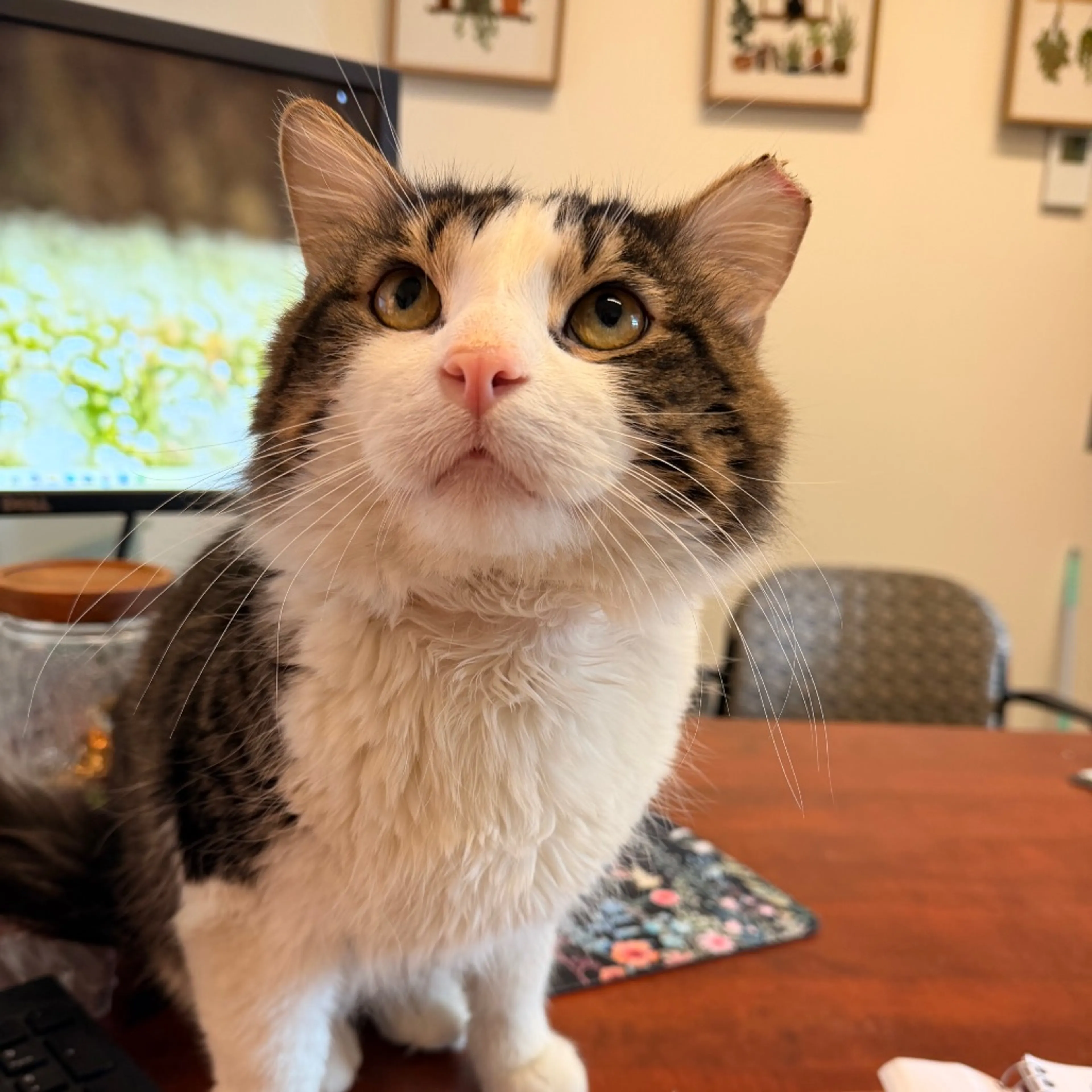 Found pet-0