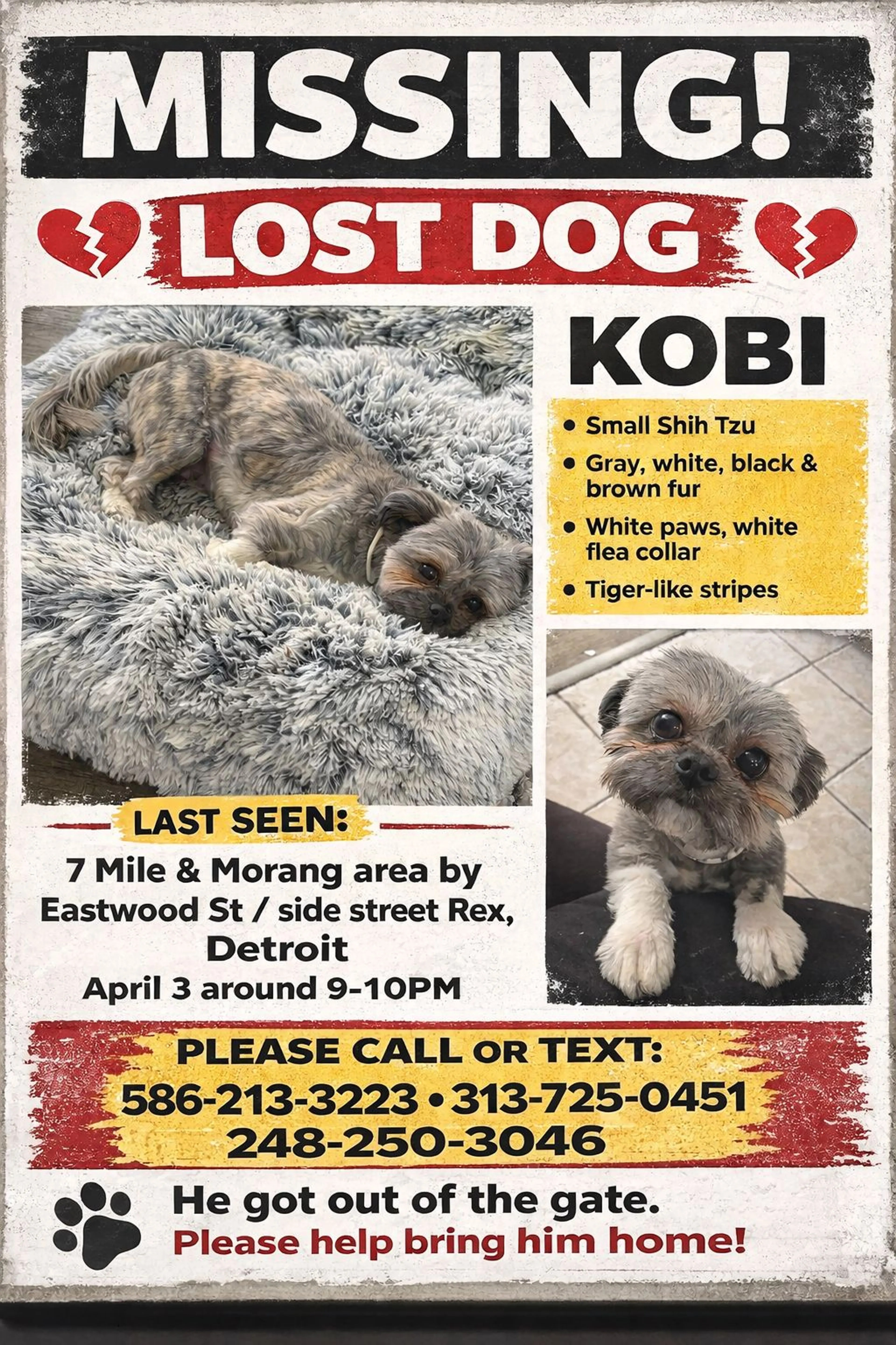 Lost pet