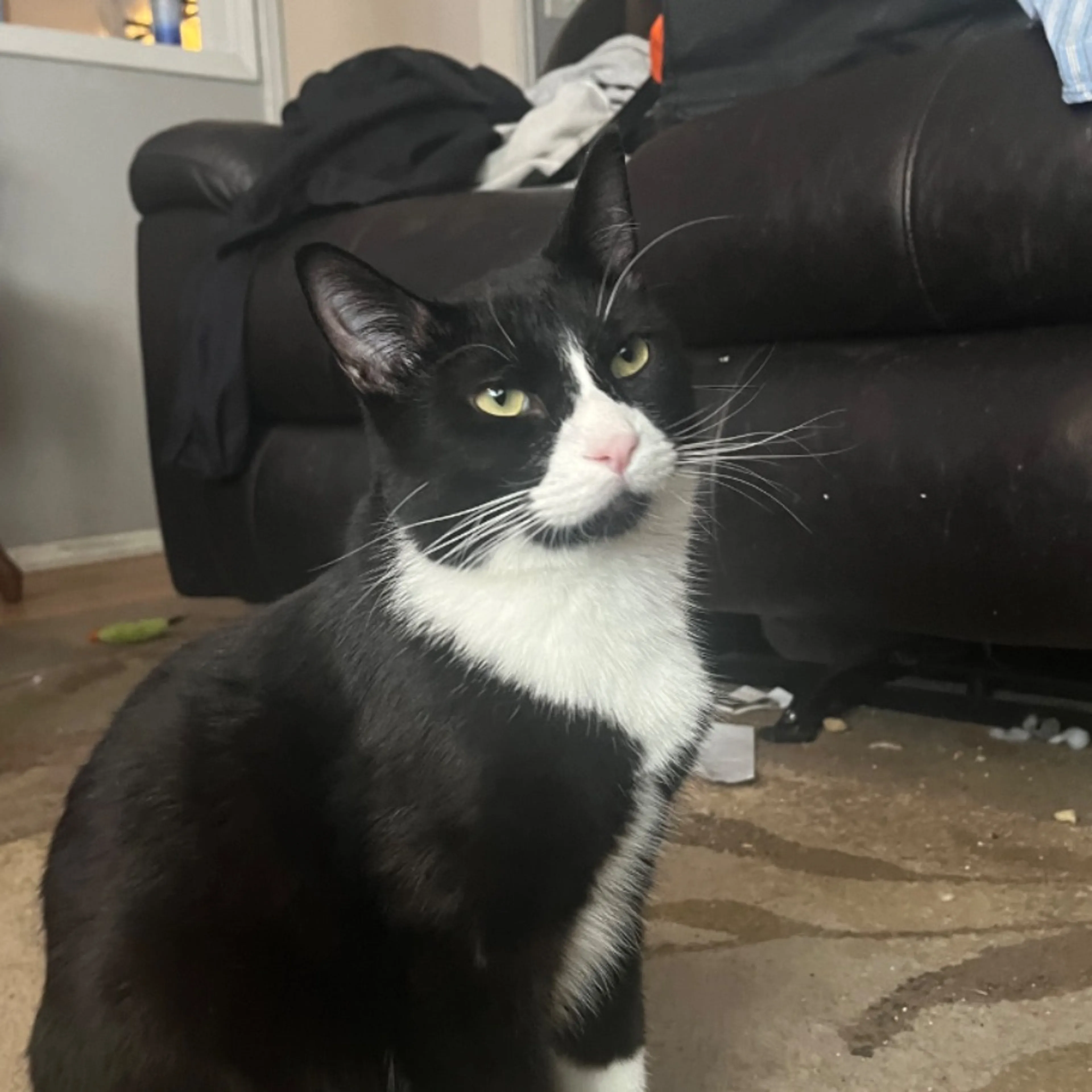 Lost pet-0