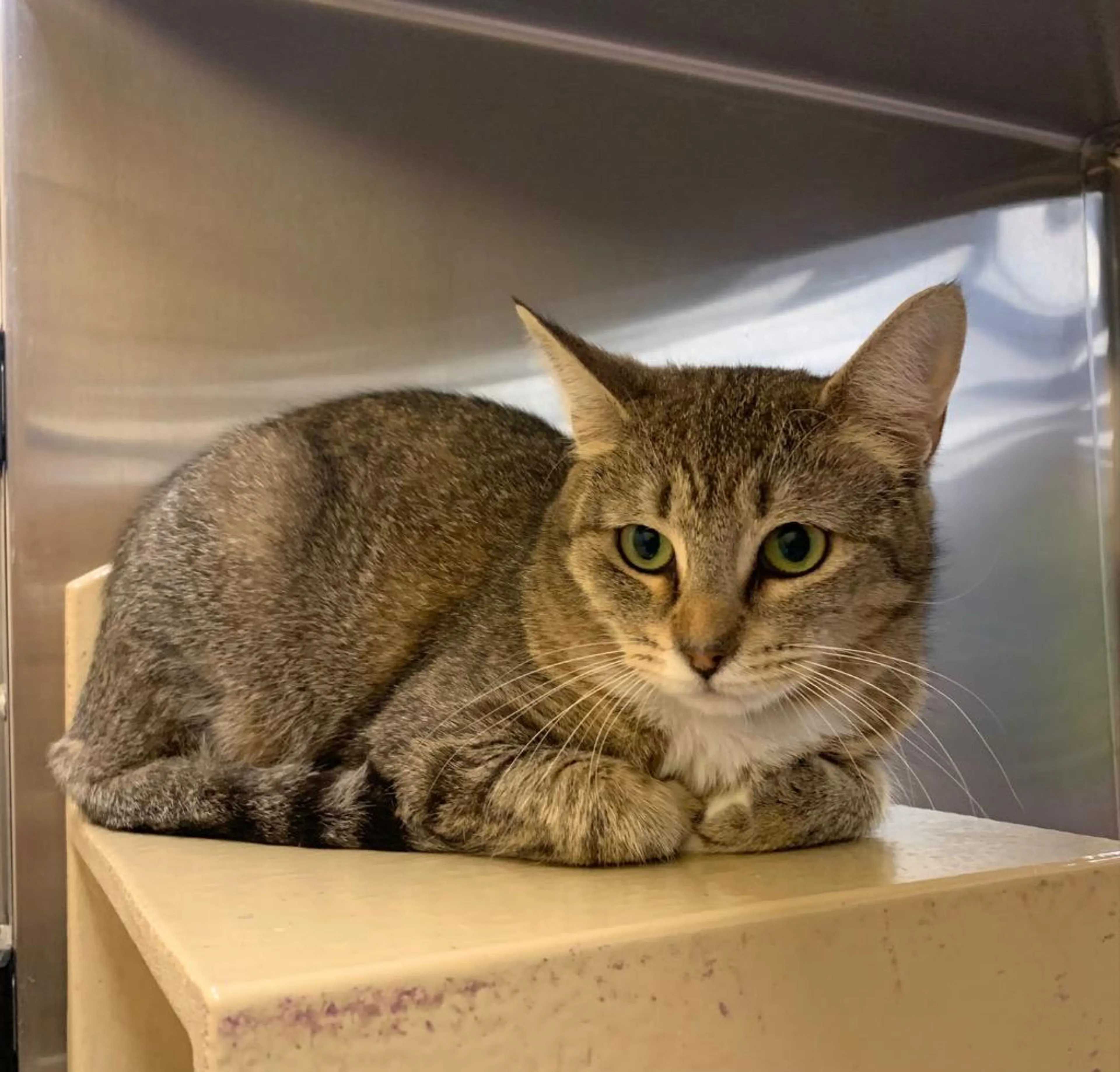 Found pet